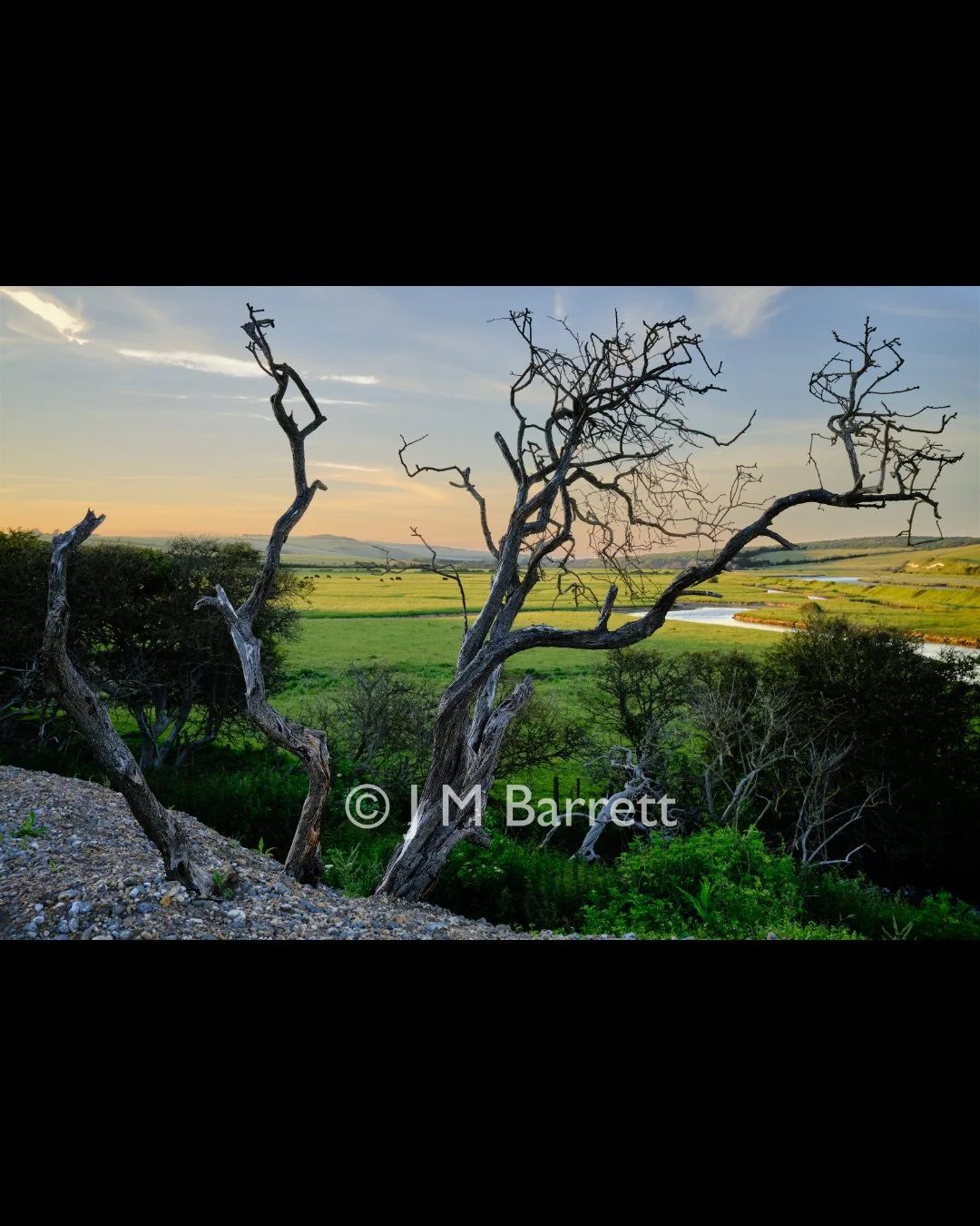 A leafless tree with twisted branches standing on a grassy hill overlooking a river and distant fields at sunset.