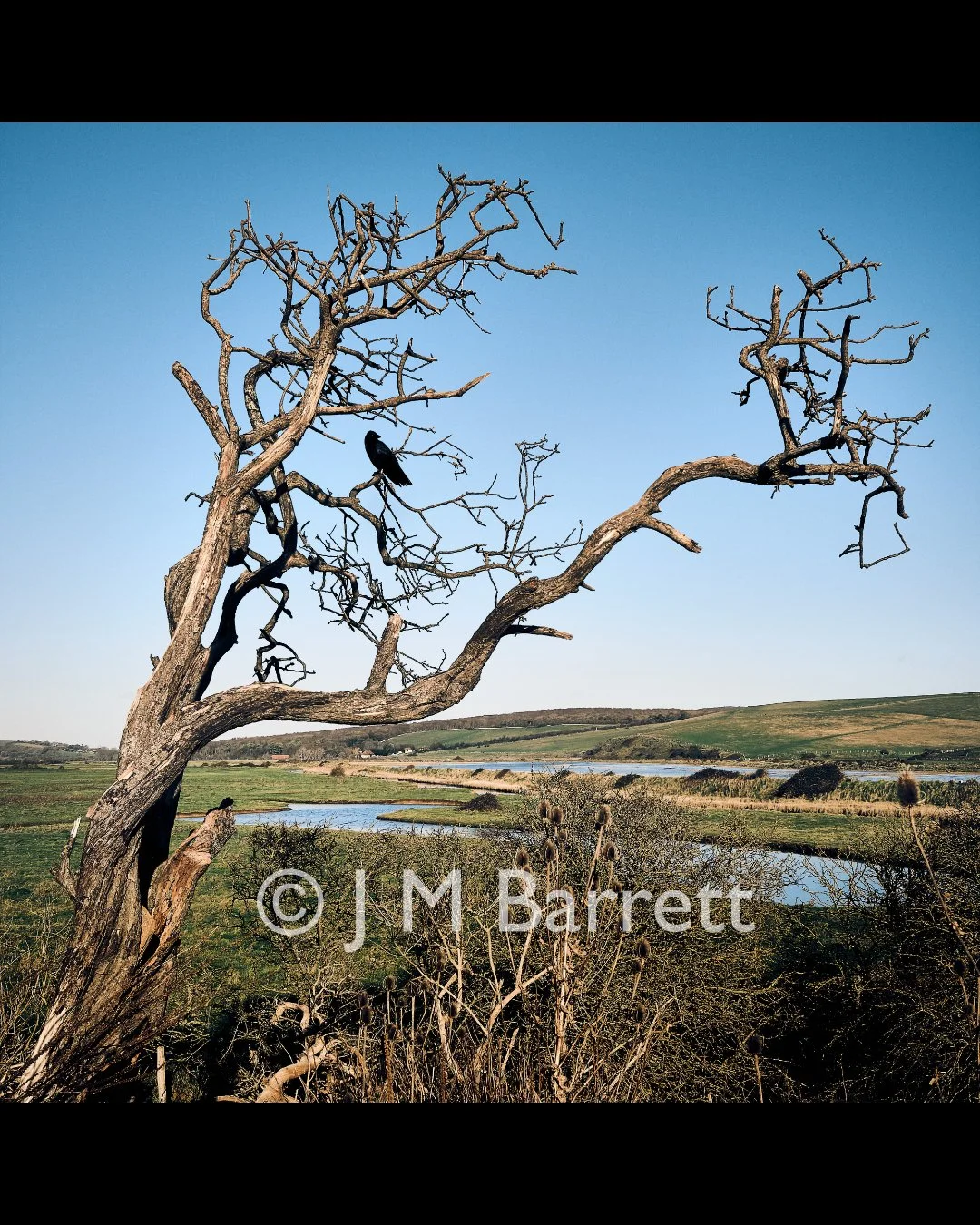 A leafless, twisted tree with a black bird perched on a branch, set against a blue sky with a river and green landscape in the background.