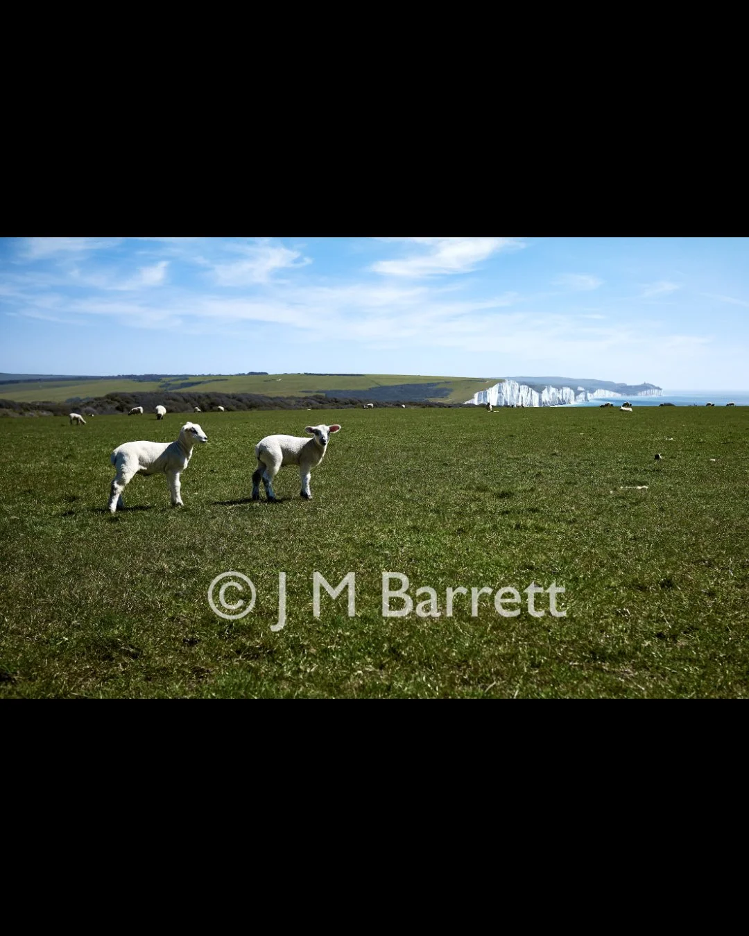 A grassy field with lambs, green hills, and white chalk cliffs in the background under a blue sky with clouds.