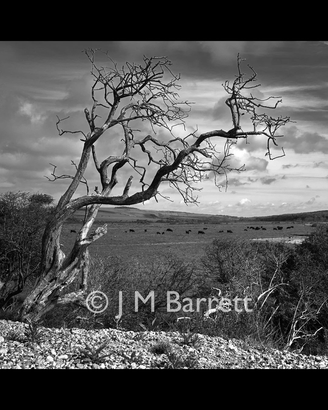 Black and white landscape photo of a leafless tree in the foreground with rolling hills and a herd of cows in the distance, under a cloudy sky.