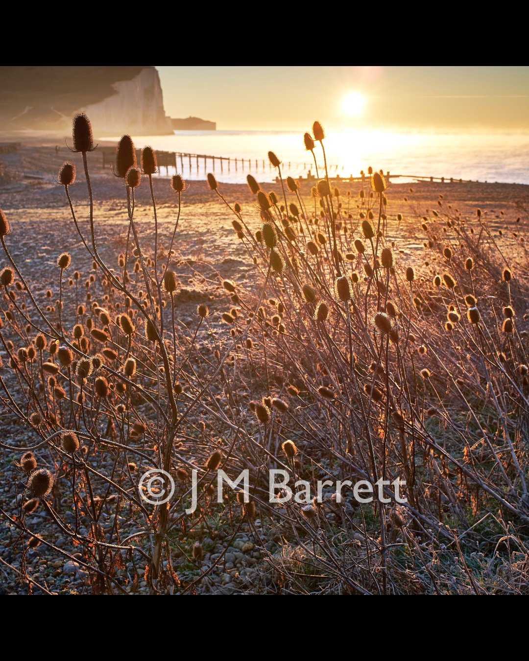Dried wildflowers on a frosty beach at sunrise with cliffs and a pier in the background.