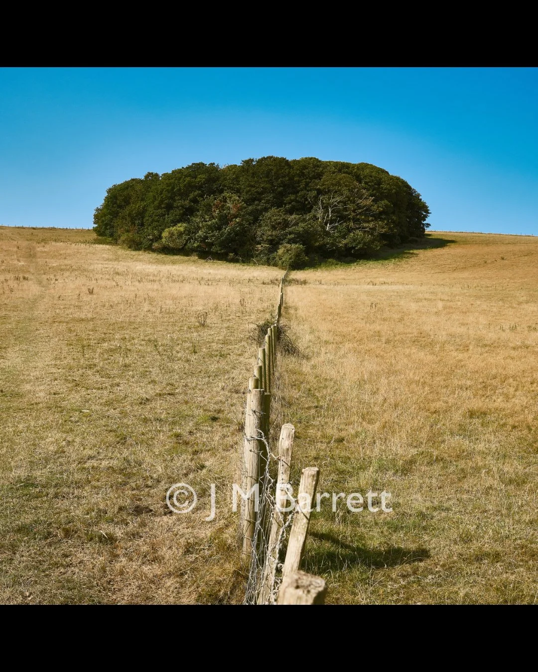 A grassy field divided by a barbed wire fence leading to a cluster of green trees under a clear blue sky.