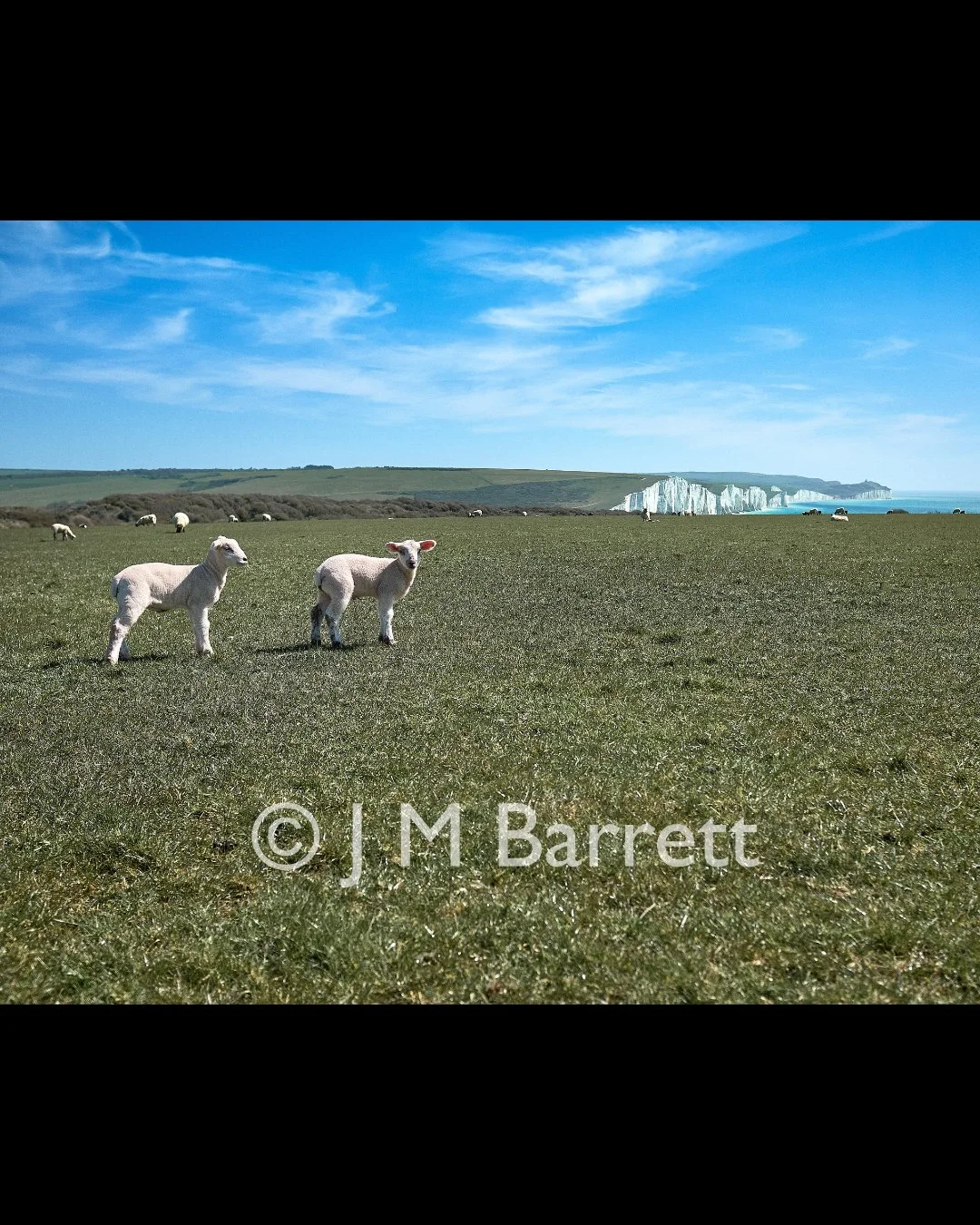 Sheep grazing on a grassy field with ice cliffs and a blue sky in the background.