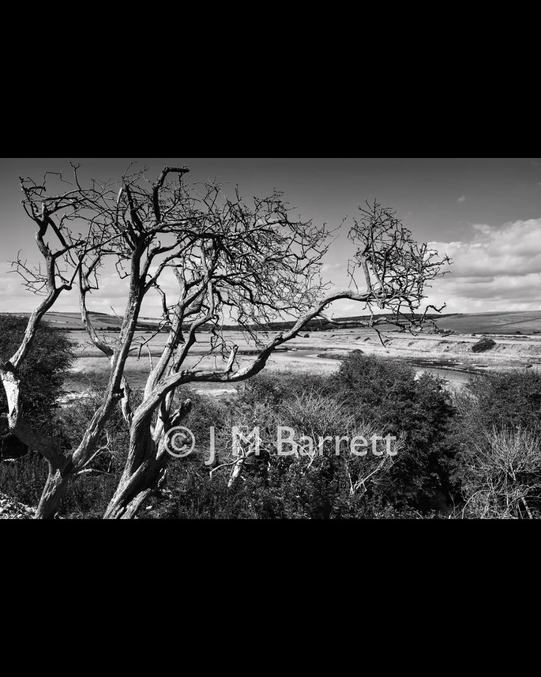 Black and white landscape photo of a leafless, twisted tree in the foreground, with rolling hills, fields, and a partly cloudy sky in the background.