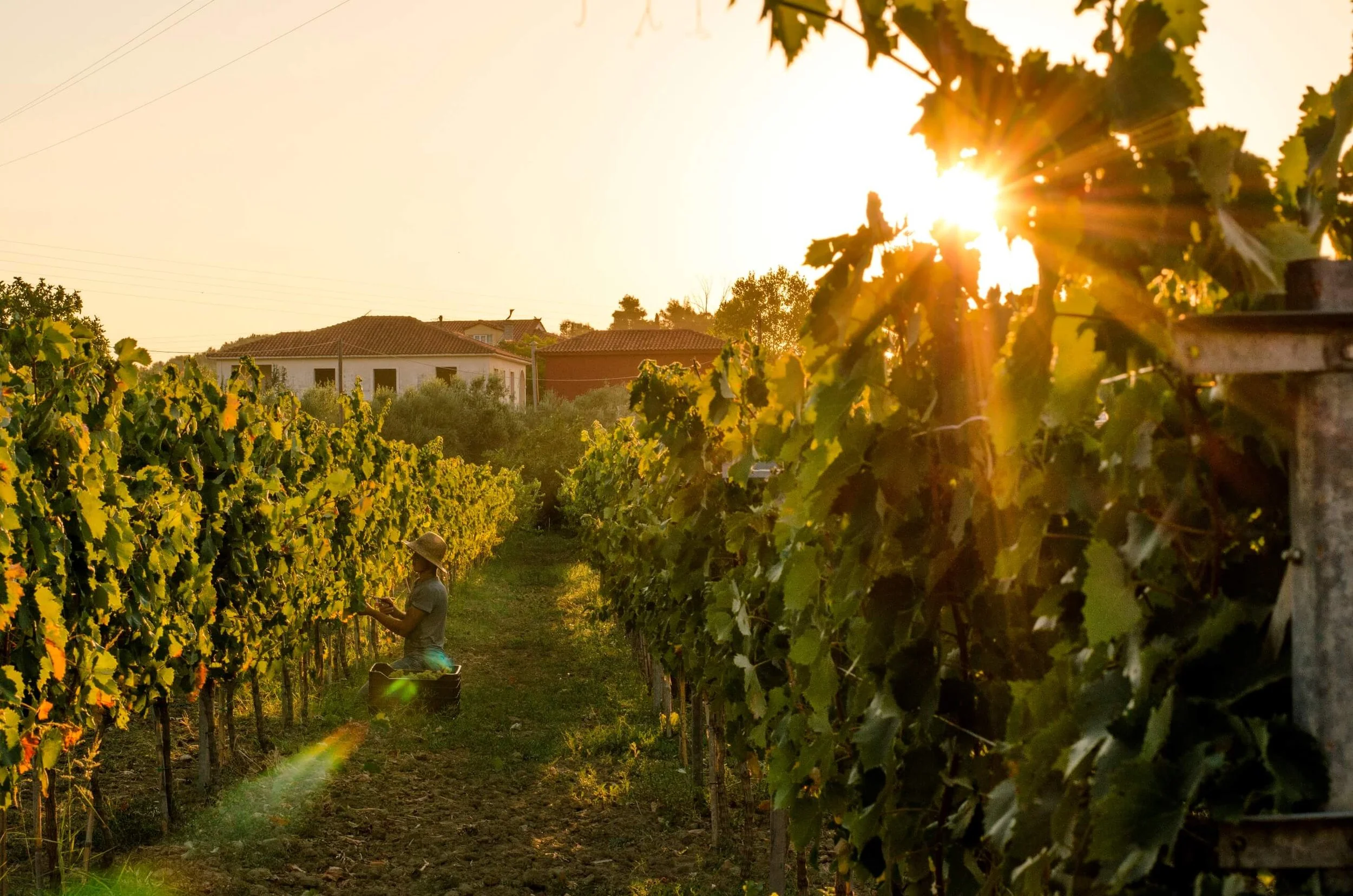 The Oenophile Diaries: Zakynthos