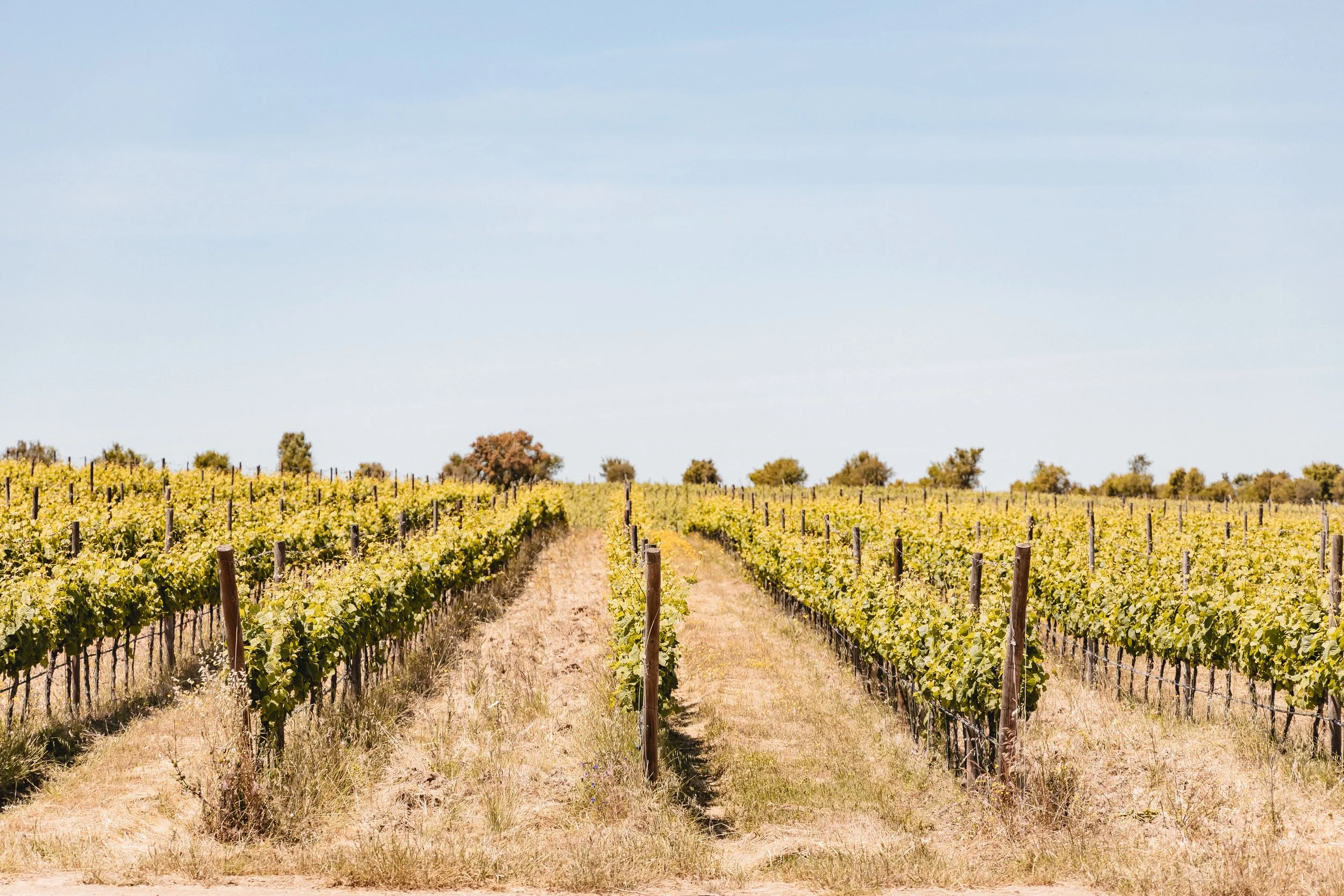Pirr Wines and Why Your Summer Rosé Should Come from the Hills of Alentejo