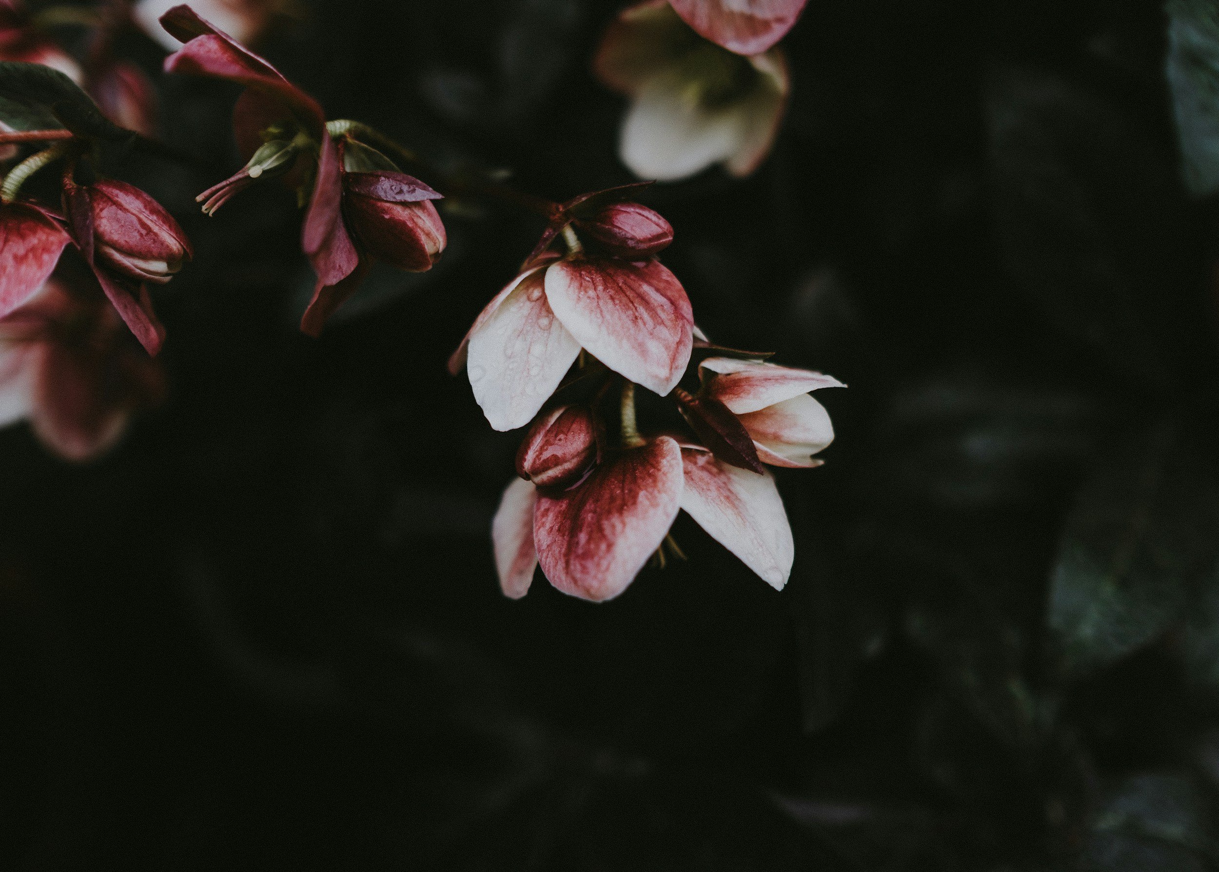 Close-up of pink and white flowers on dark background.