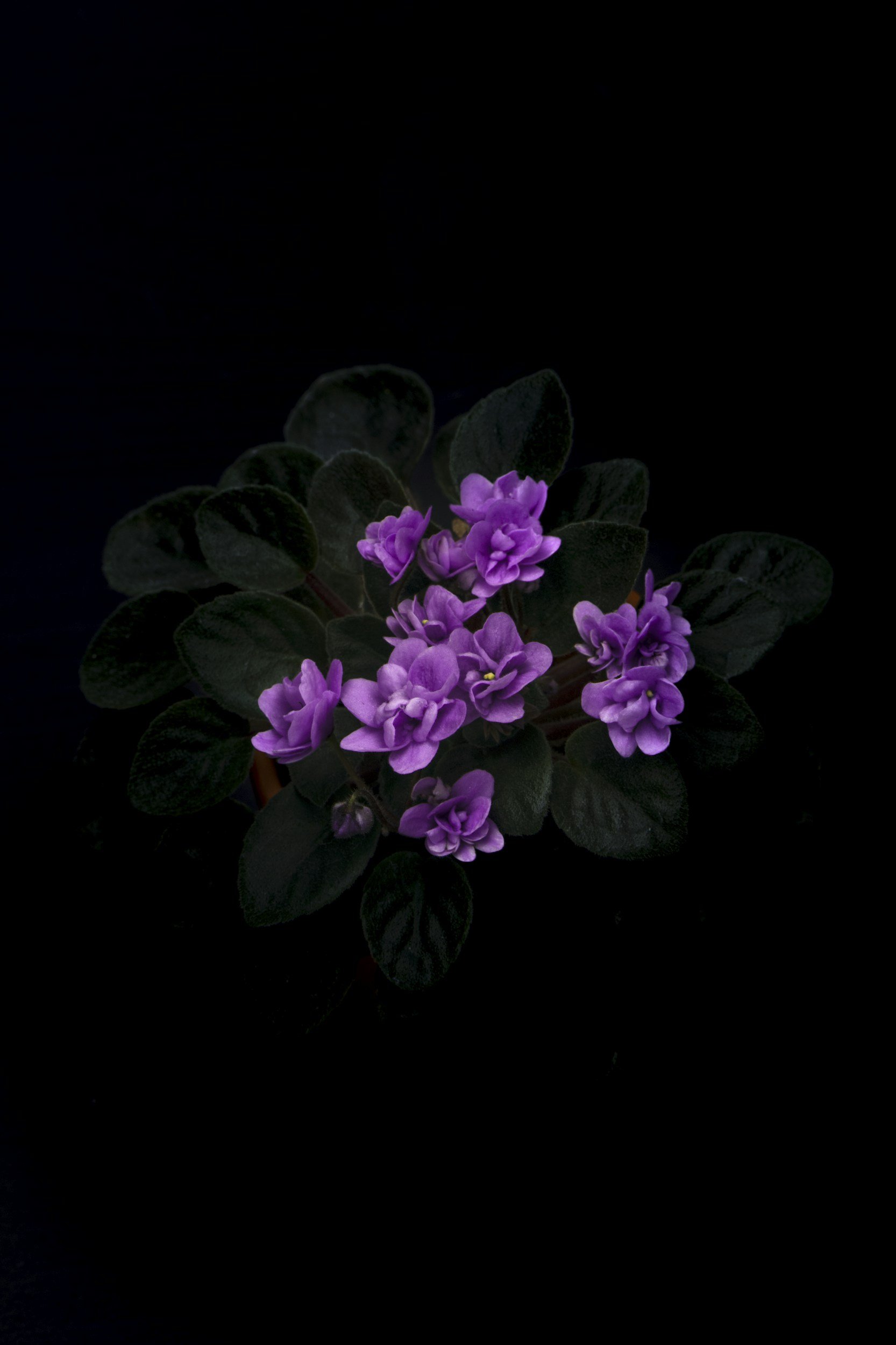 A cluster of small purple African violets with dark green leaves against a black background.