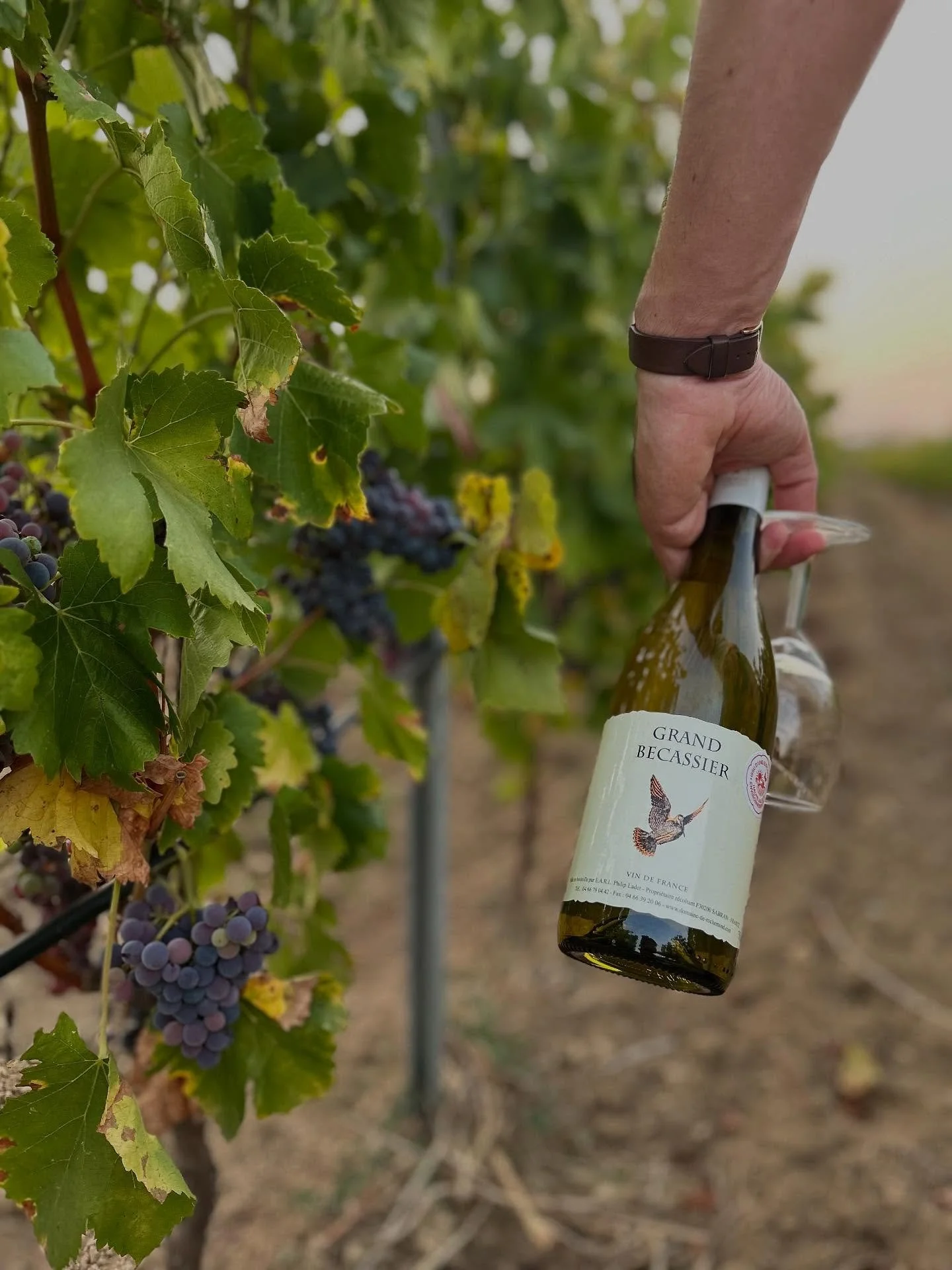 📯 Avis aux amateurs de blancs fruit&eacute;s ! 

On a trouv&eacute; votre nouveau blanc pr&eacute;f&eacute;r&eacute;, chin&eacute; dans le riche terroir des @cotesdurhone chez @domainederochemond &agrave; Sabran 🍇

Des ar&ocirc;mes g&eacute;n&eacut