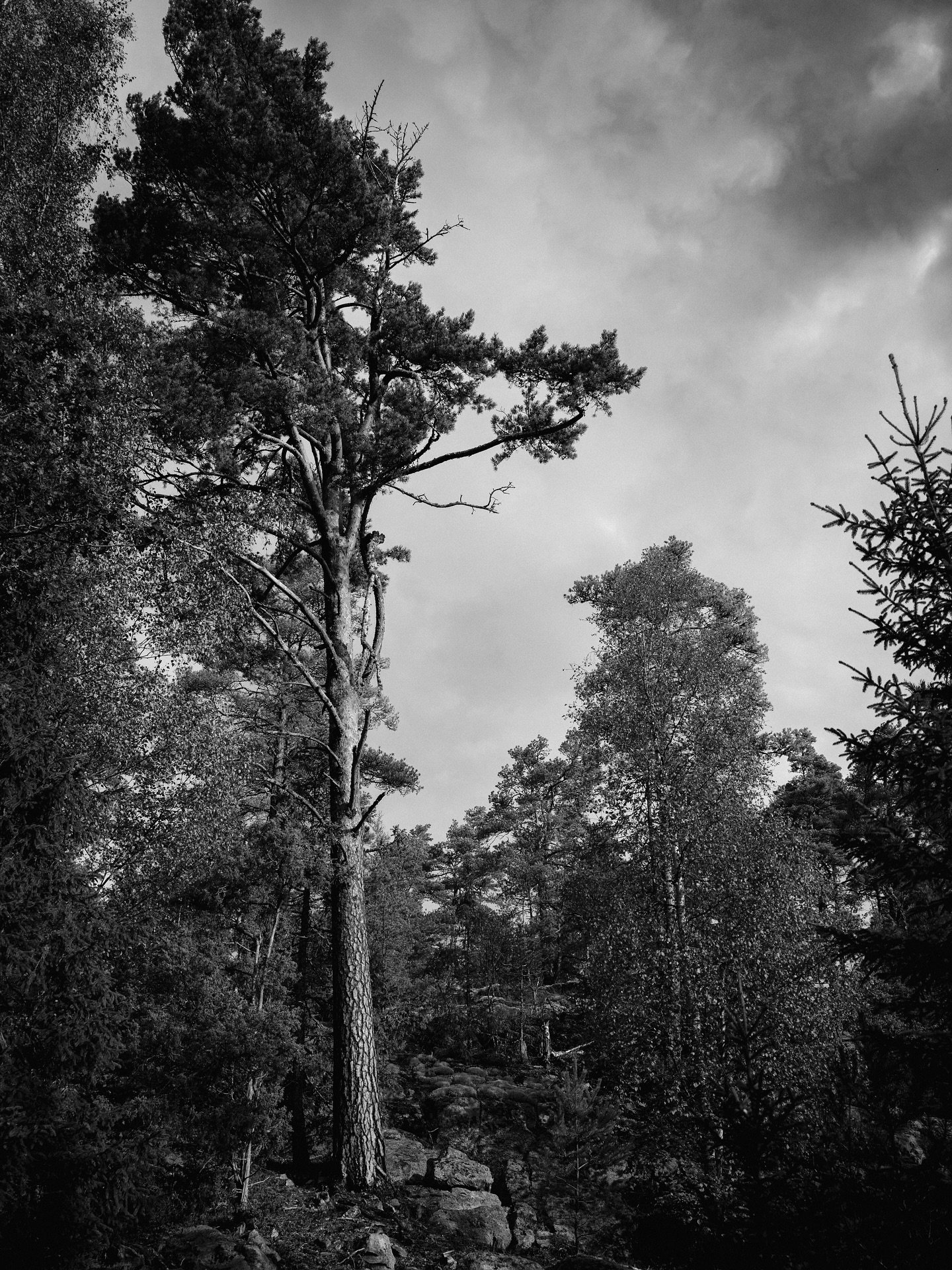 I&rsquo;m not much of a landscape guy, but this really is one of my favourite photos I&rsquo;ve ever taken. Except I really wish I hadn&rsquo;t clipped the top of the bloody tree. 
&mdash;&mdash;&mdash;&mdash;&mdash;&mdash;&mdash;&mdash;&mdash;&mdash