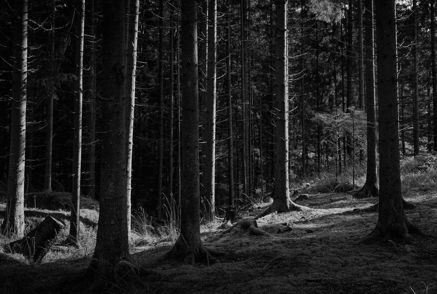 More from the forest. I will make a return to the street soon. 
&mdash;&mdash;&mdash;&mdash;&mdash;&mdash;&mdash;&mdash;&mdash;&mdash;&mdash;&mdash;&mdash;&mdash;&mdash;&mdash;&mdash;&mdash;&mdash;&mdash;&mdash;
@lumix #shotonlumix #s1rii with a @sig