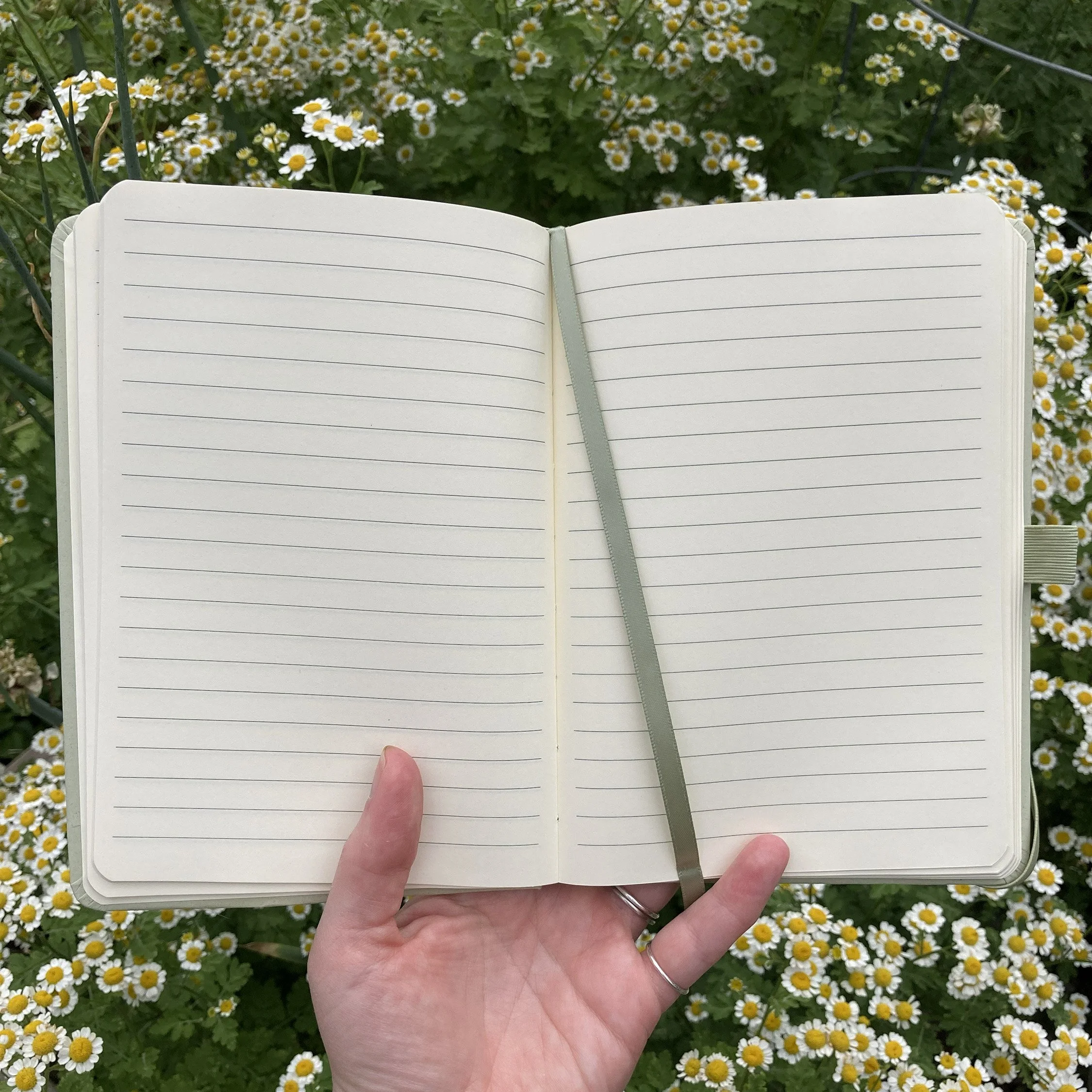 LRowe_frog notebook_photo 2.jpg