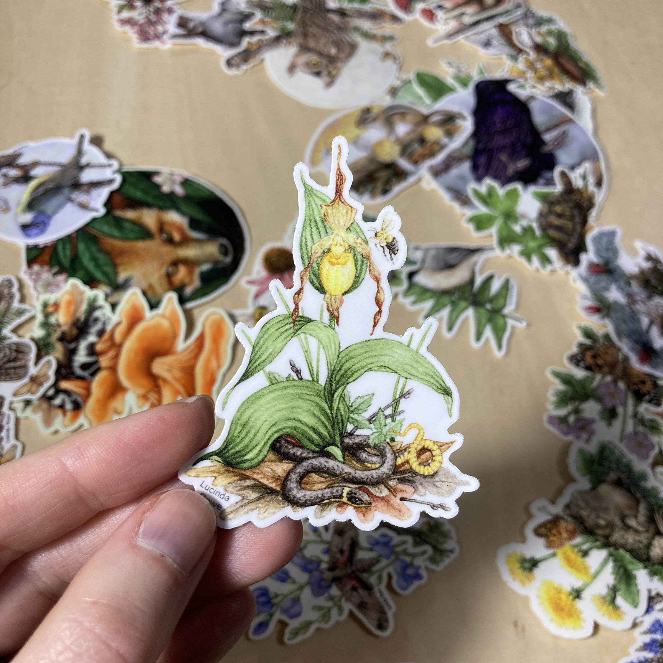 LRowe_ringneck sticker_photo 1.jpg