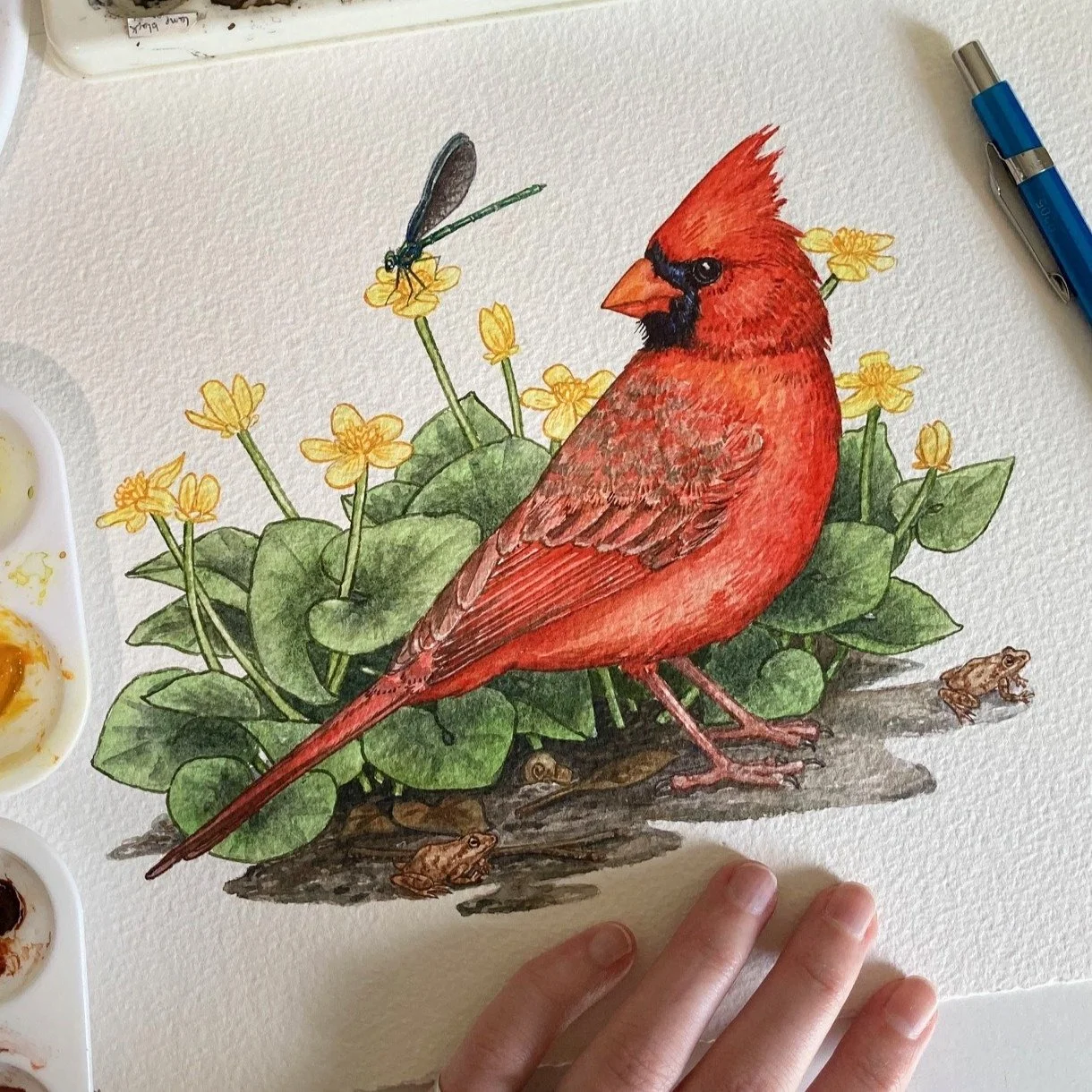 Northern Cardinal with Marsh Marigold, Ebony Jewelwing, and Spring Peepers.
&bull;
&bull;
#northerncardinal #marshmarigold #ebonyjewelwing #wildlifeart #natureillustration #cardinalpainting #watercolorillustration