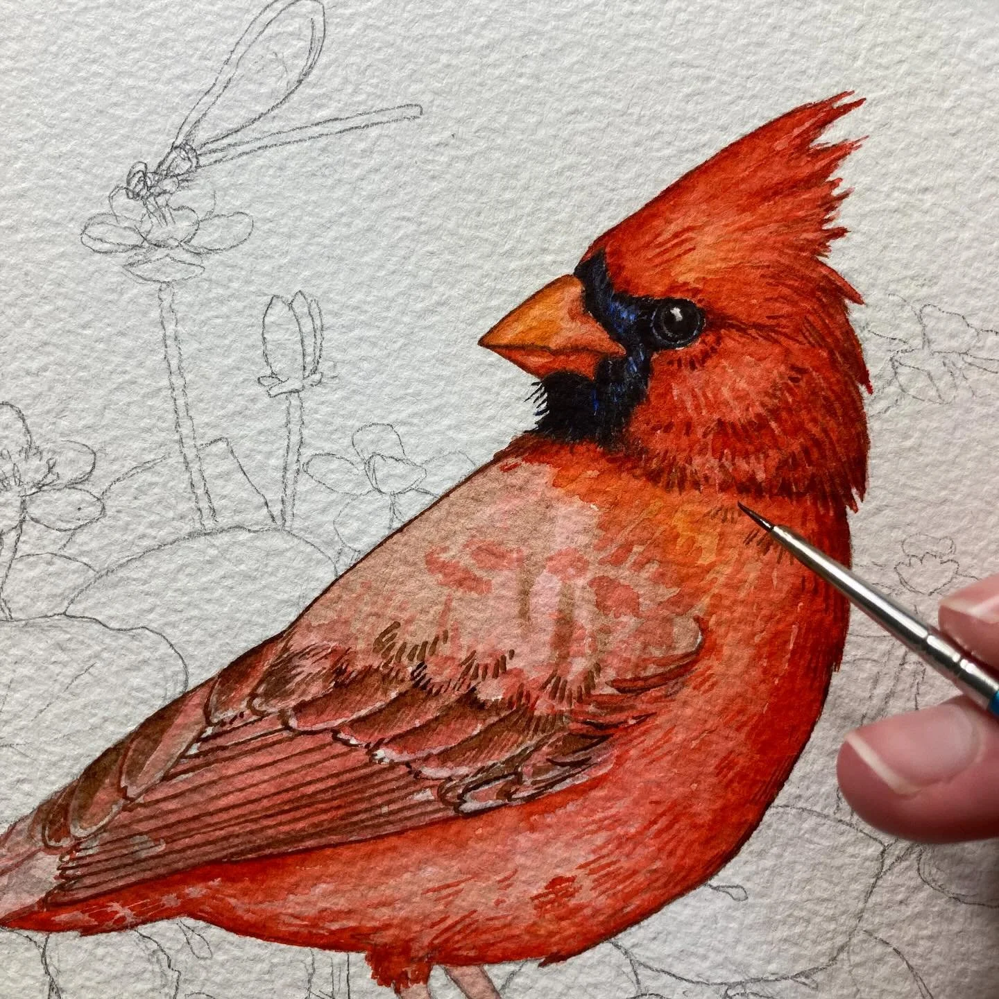 Starting a new painting of a cardinal.
&bull;
&bull;
#workinprogress #wip #watercolorinprogress #northerncardinal #cardinalpainting