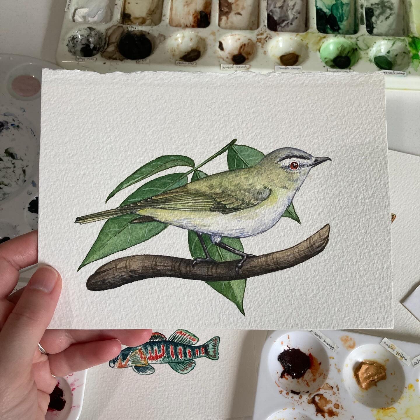 Quick painting of a Red-eyed Vireo.
&bull;
&bull;
#redeyedvireo #watercolorbird #natureart #birdart #birdillustration