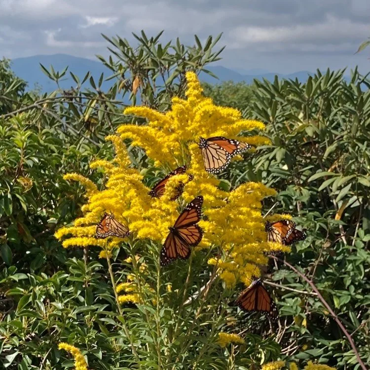 While searching for fall warblers, I ended up seeing far more monarchs than birds. 🧡 Dozens and dozens of monarchs were feeding on the goldenrod and aster, fueling up for their long journey south.
&bull;
&bull;
#monarchbutterfly