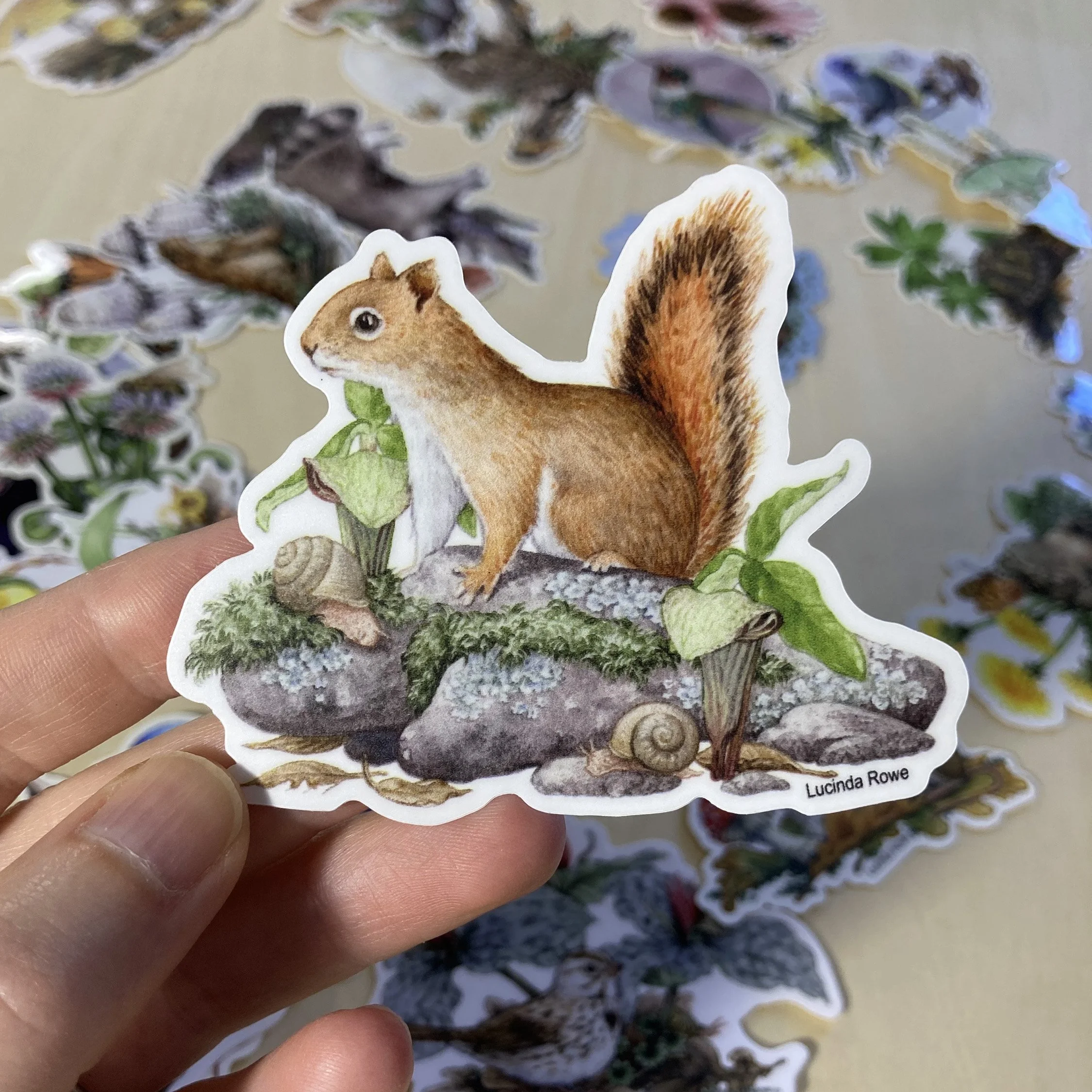Lucinda Rowe Red Squirrel Jack-in-the-Pulpit sticker