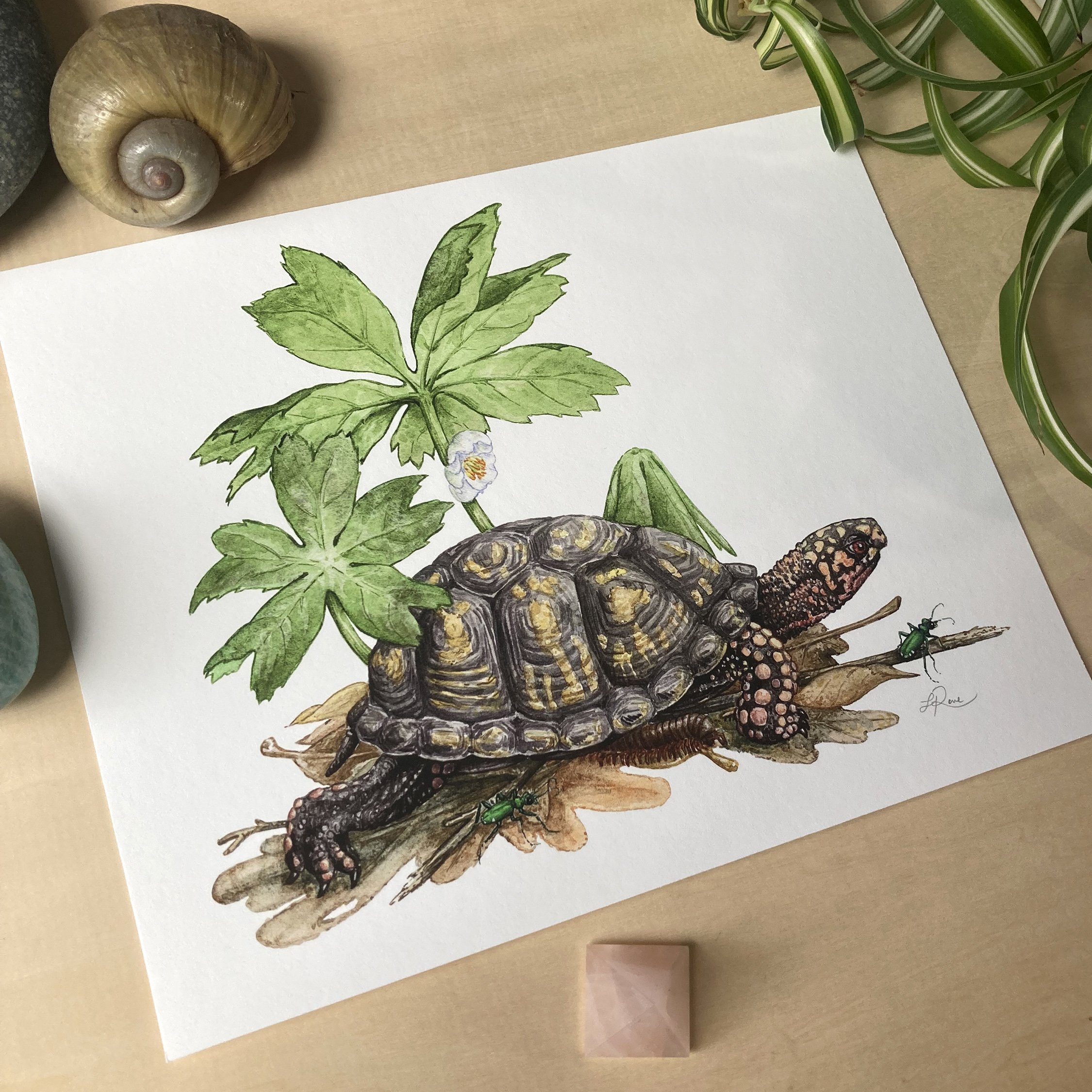 LRowe_box turtle print_photo 3.jpg