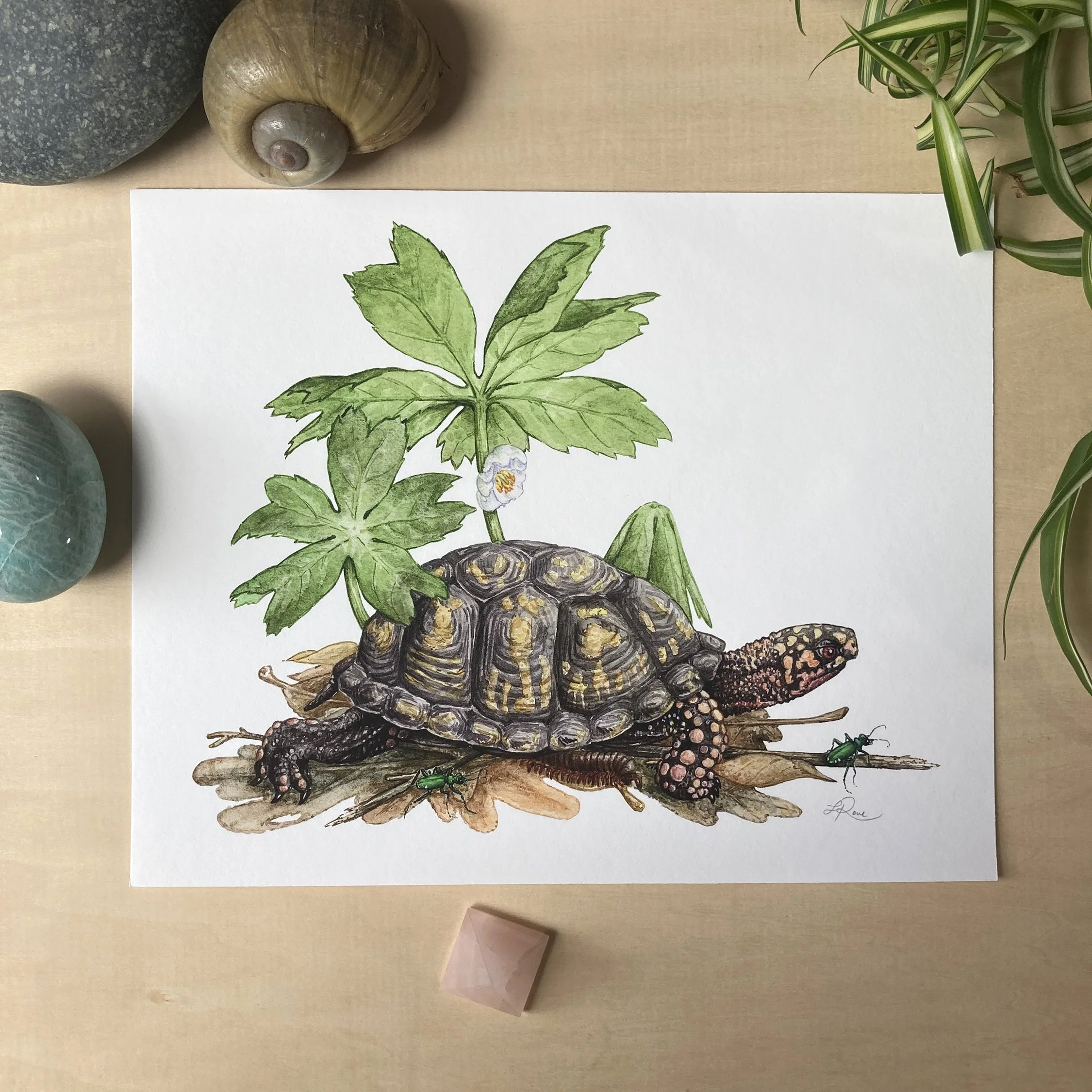 LRowe_box turtle print_photo 2.jpg