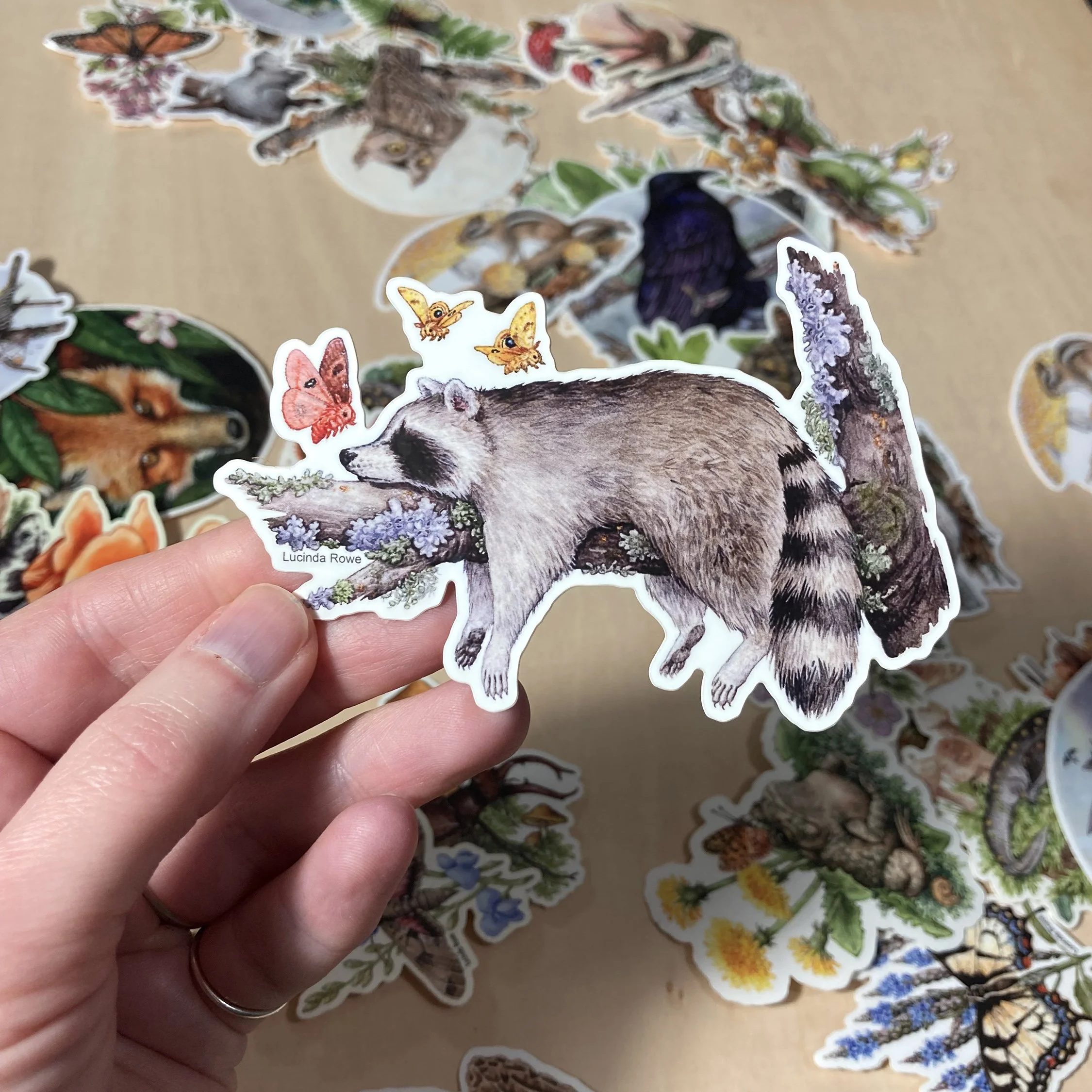 Sticker - Sleeping Raccoon with Io Moths