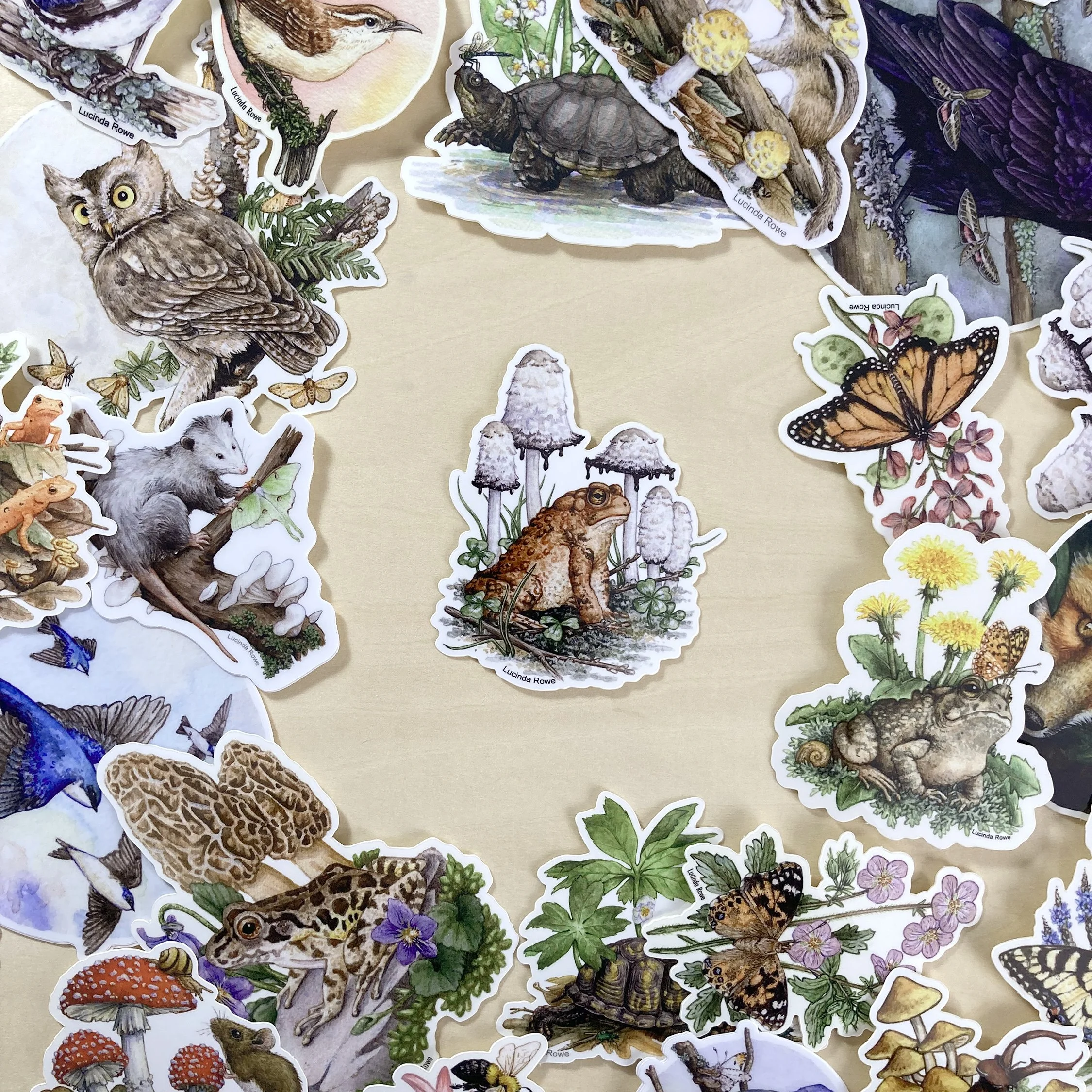 LRowe_american toad sticker_photo 3.jpg