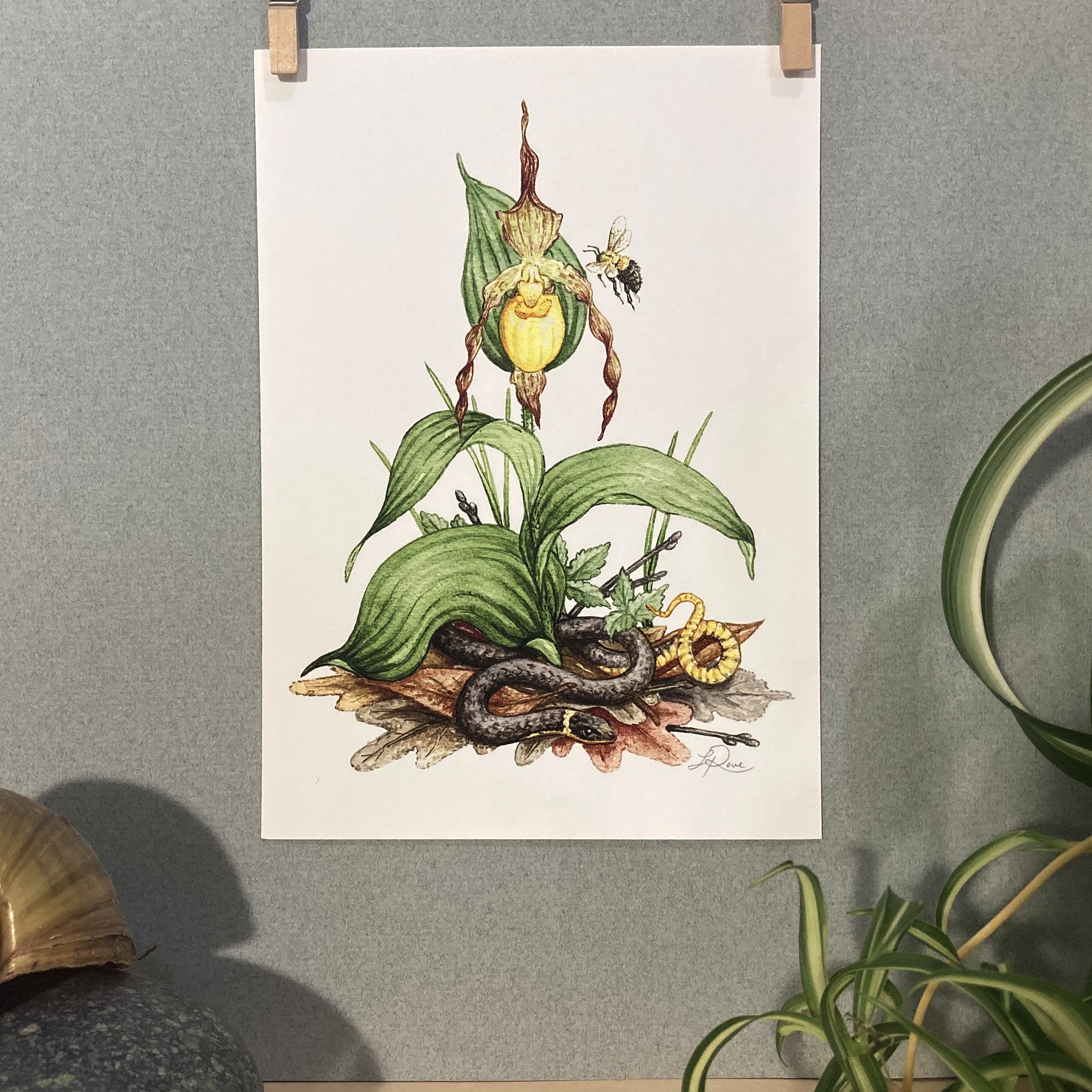 Ring-necked Snake Lady's Slipper Bumblebee archival giclee print