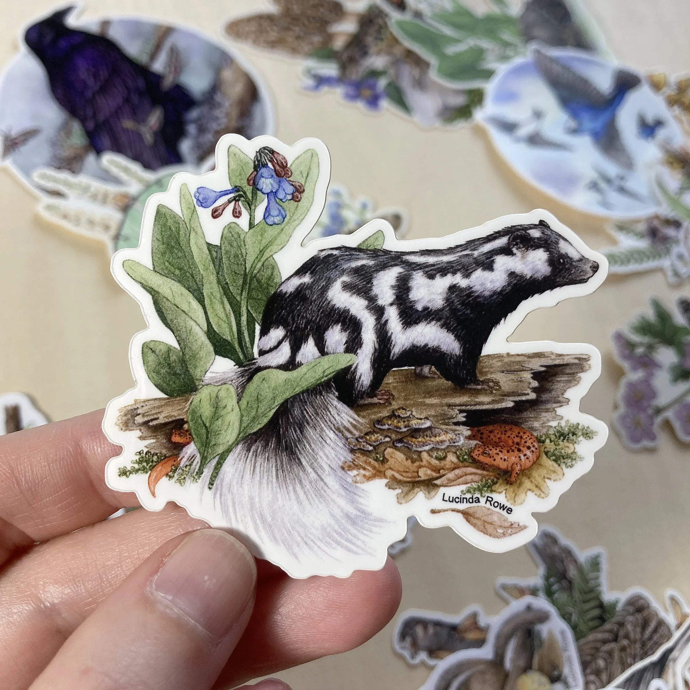 Sticker - Spotted Skunk with Bluebells and Red Salamanders