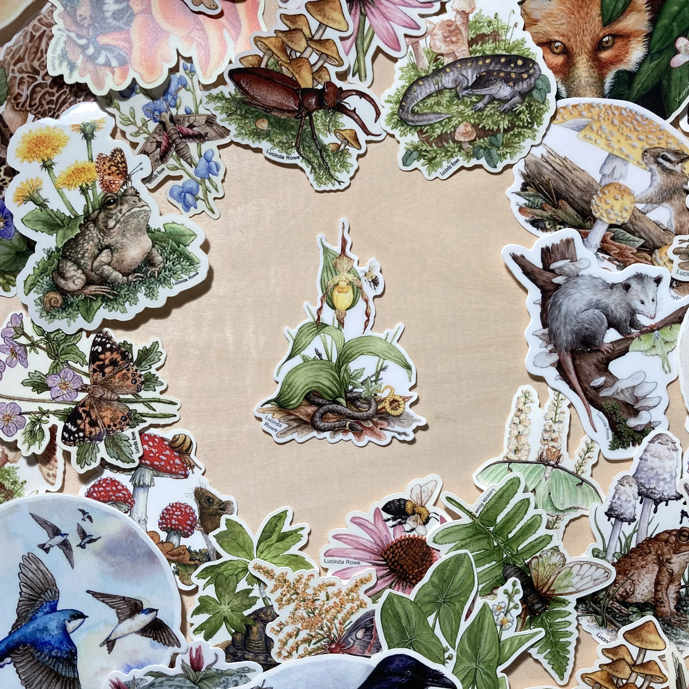 LRowe_ringneck sticker_photo 3.jpg