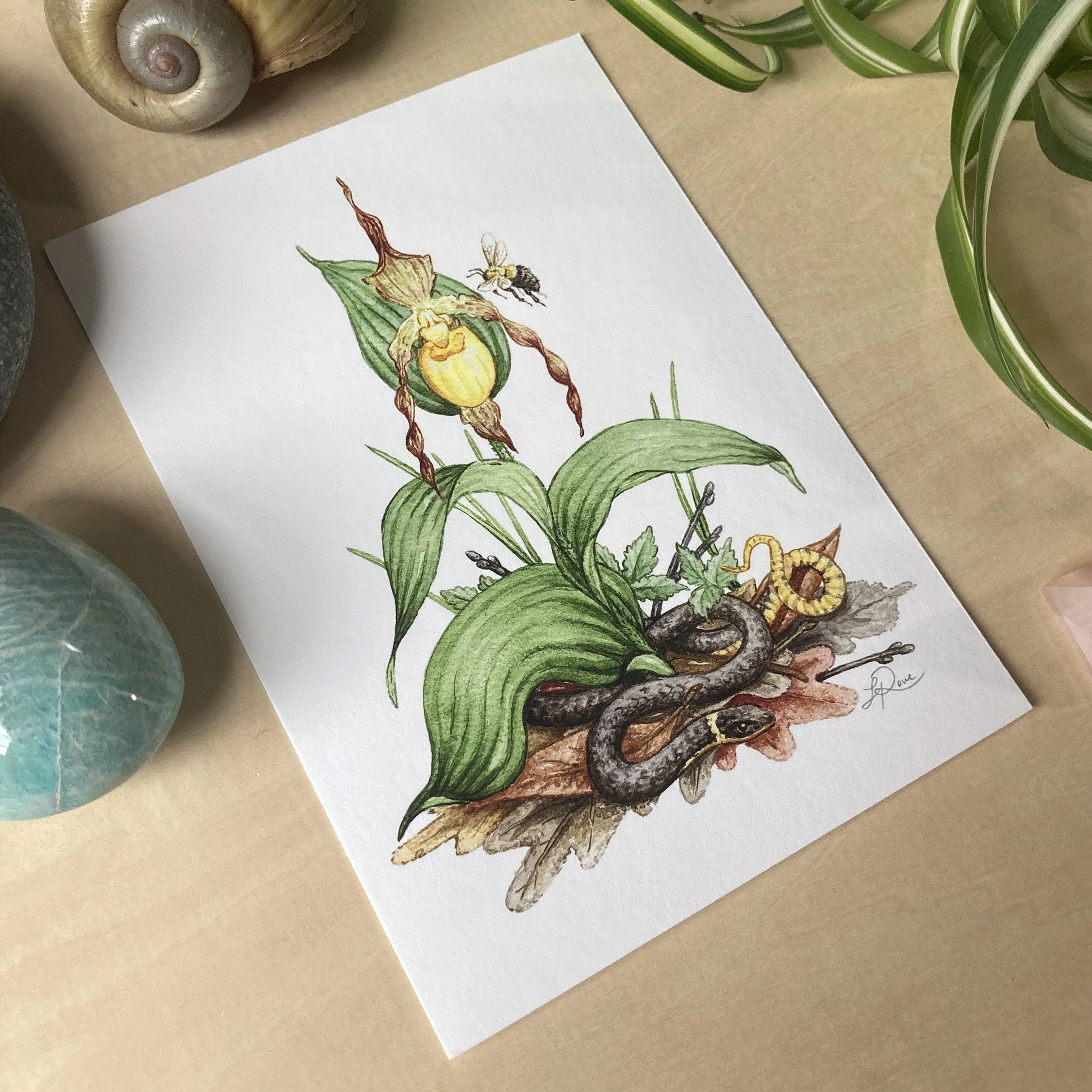 LRowe_ringneck print_photo 3.jpg