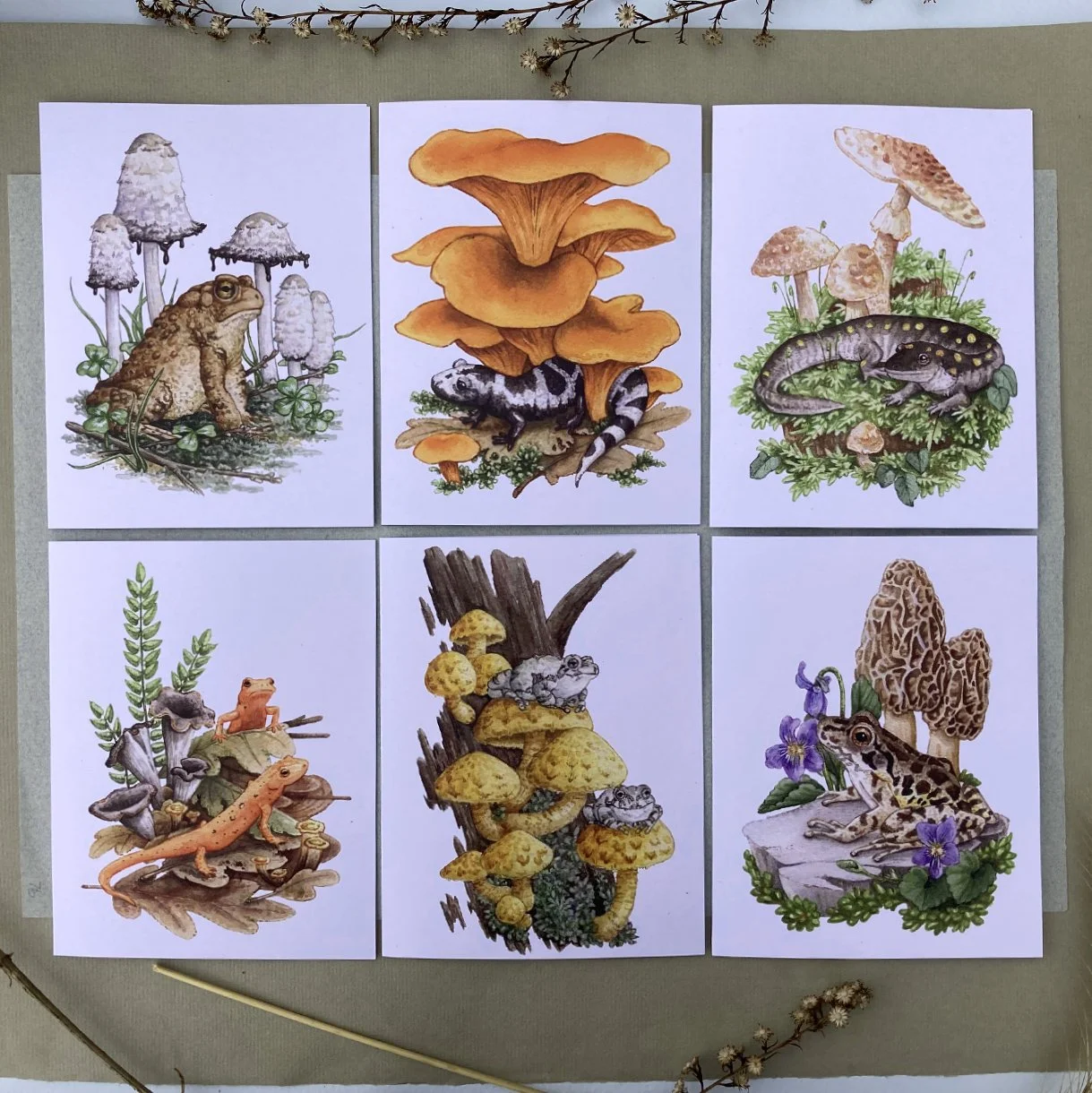 12 Amphibians & Fungi on Blank Recycled Cards