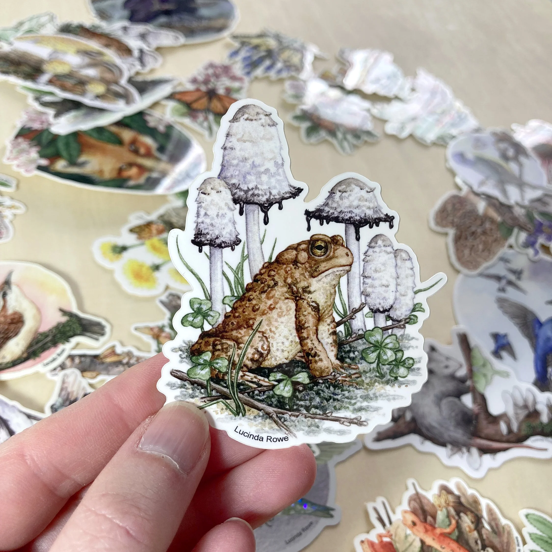 LRowe_american toad sticker_photo 1.jpg