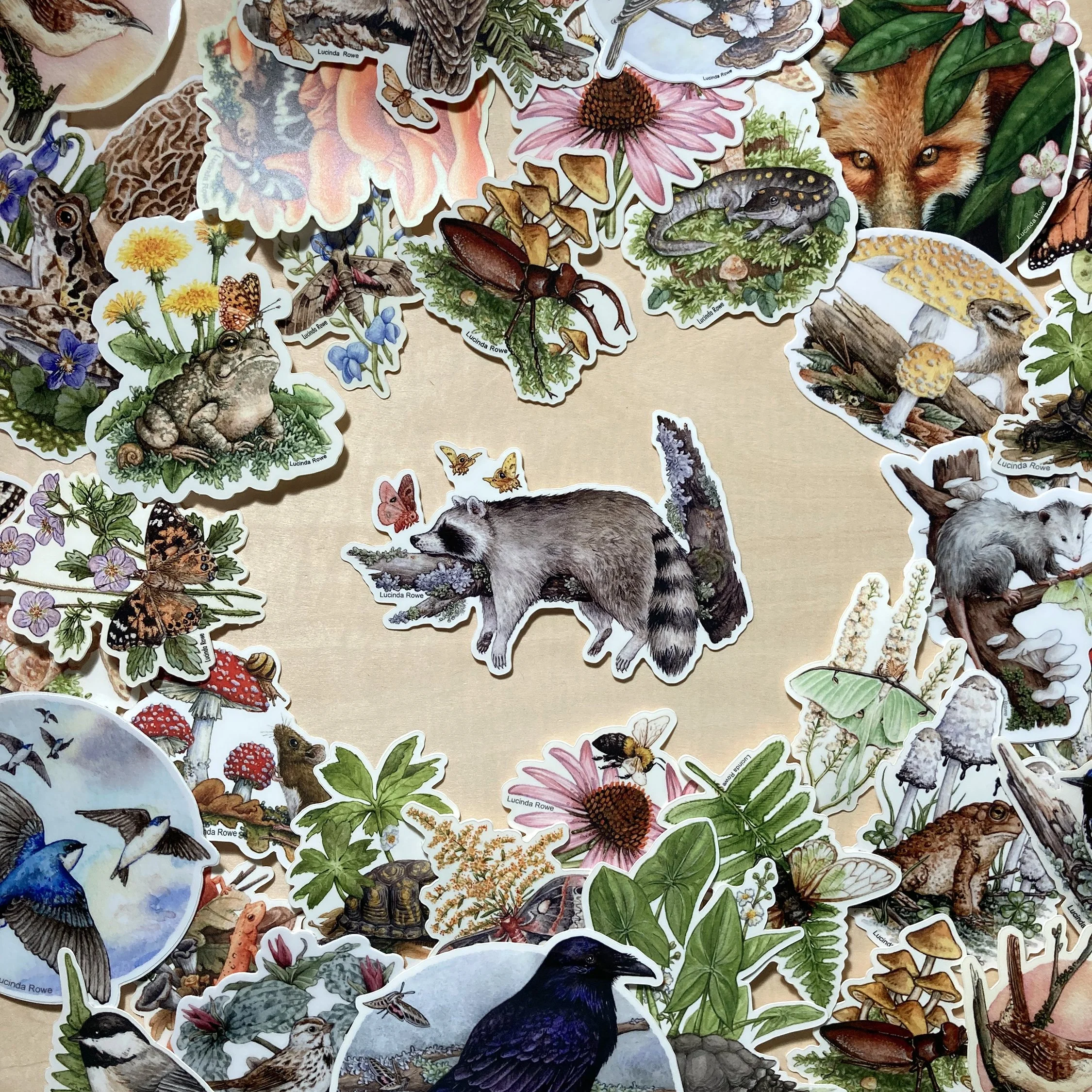 LRowe_raccoon sticker_photo 3.jpg