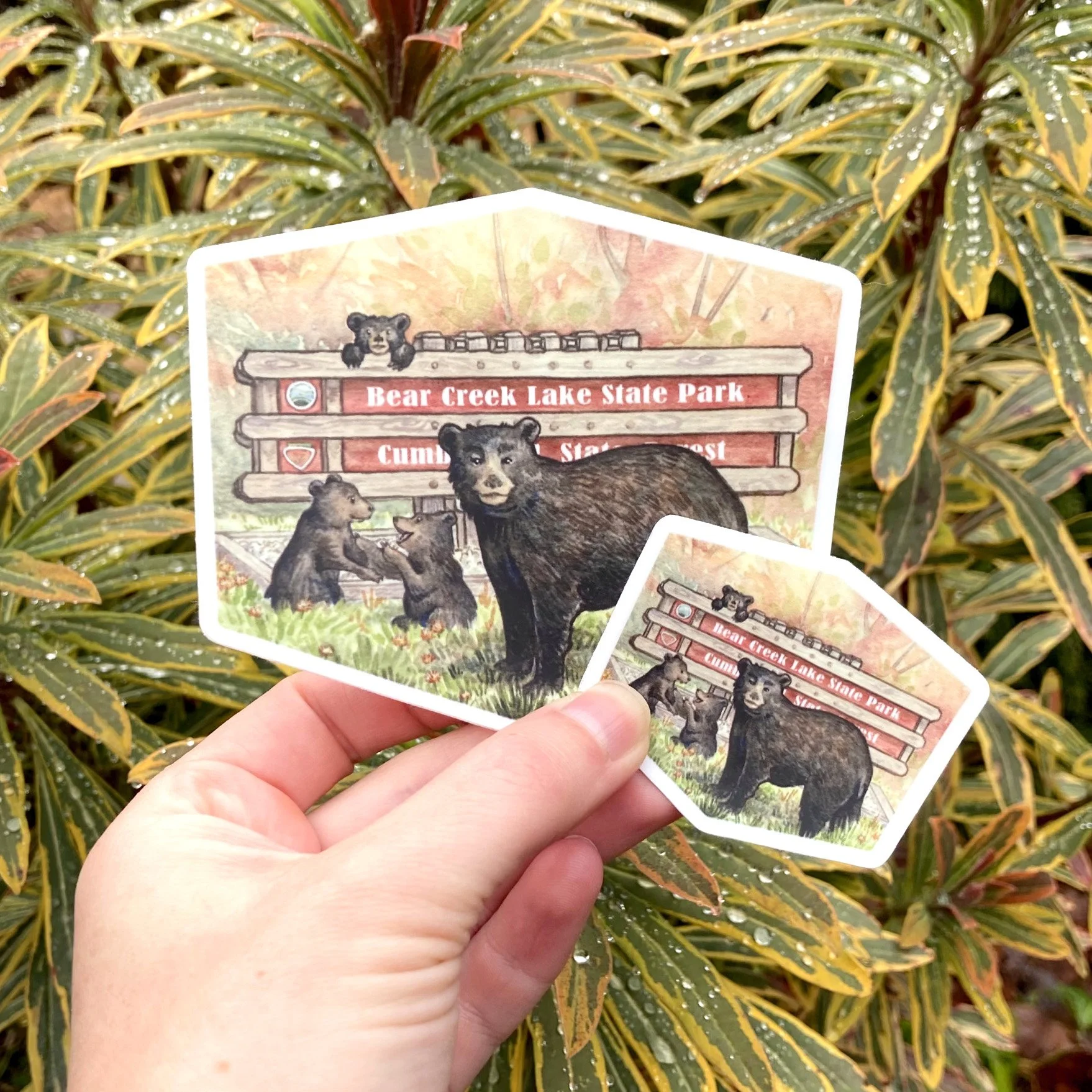 LRowe_BCL bear_web.jpg