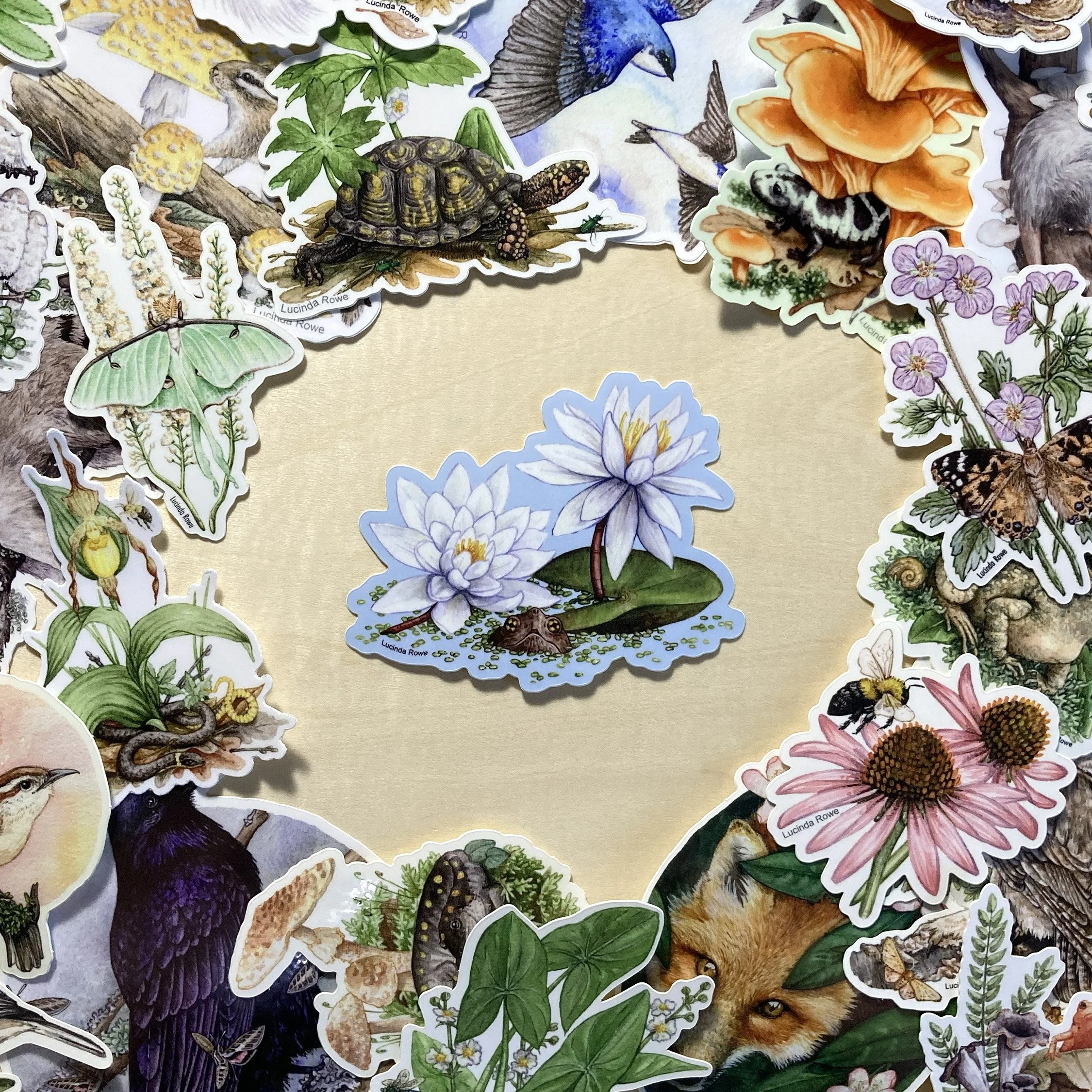 LRowe_new turtle sticker_photo 3.jpg