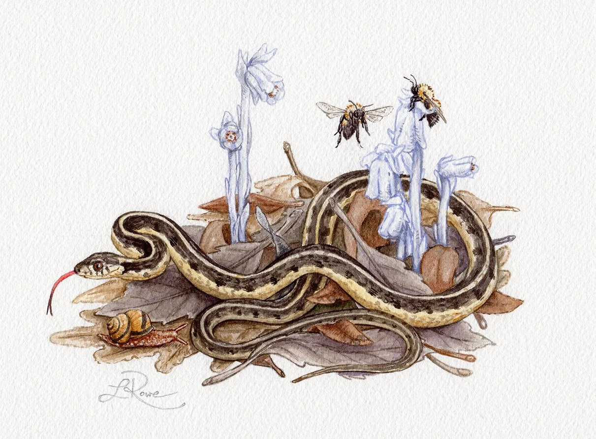 LRowe_garter snake ghost pipes_web.jpg
