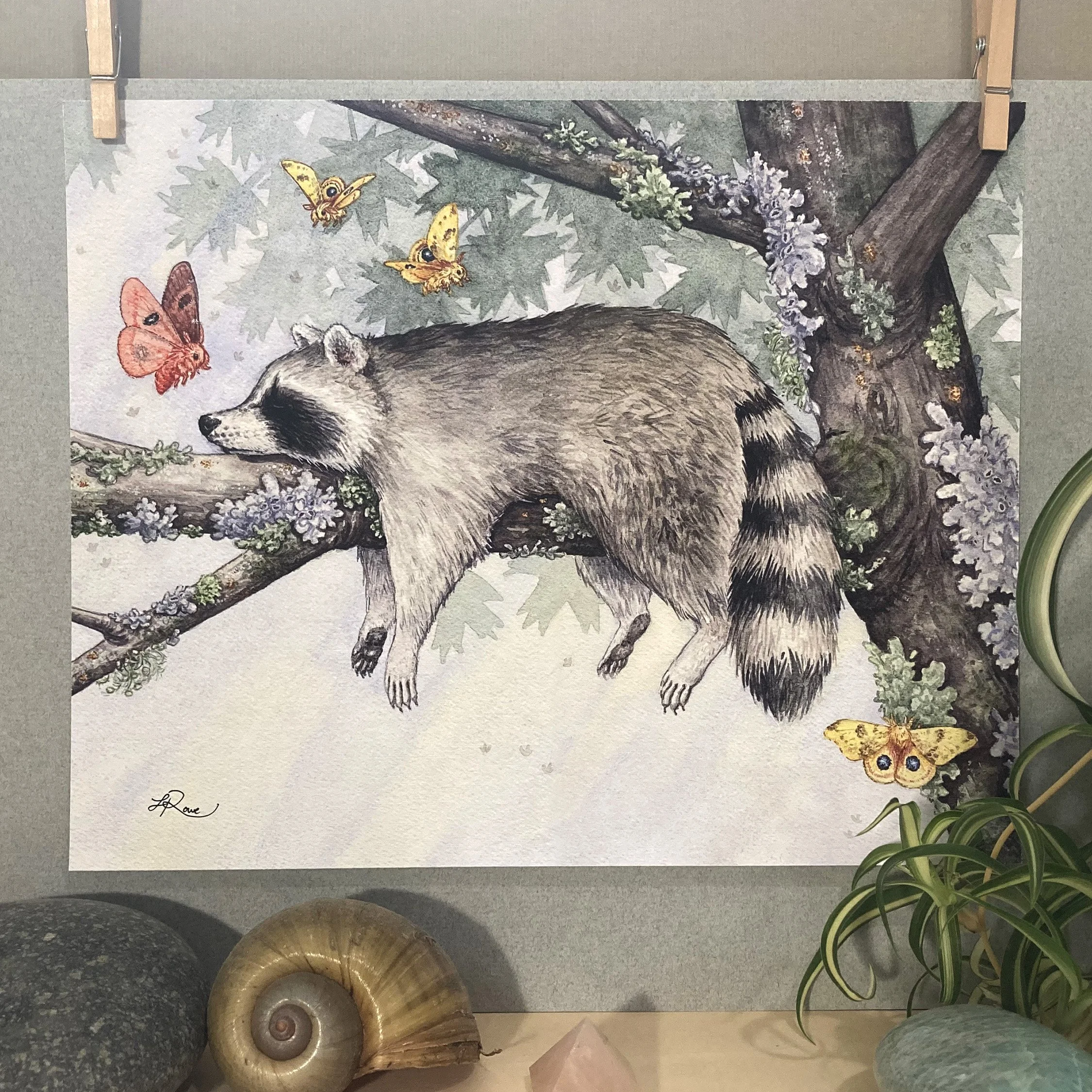 sleeping raccoon on tree branch with io moths giclee archival print watercolor painting Lucinda Rowe