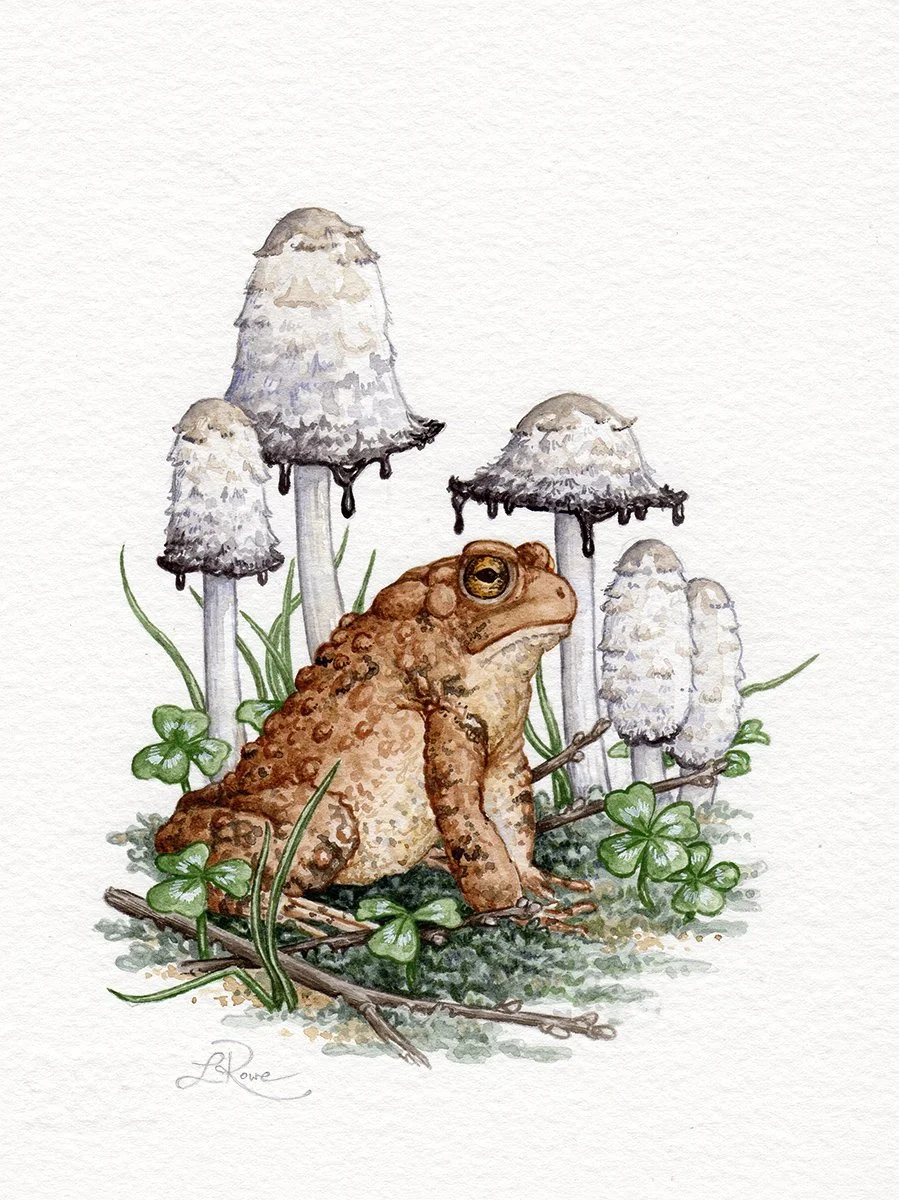 LRowe_American Toad Shaggy Mane_web.jpg