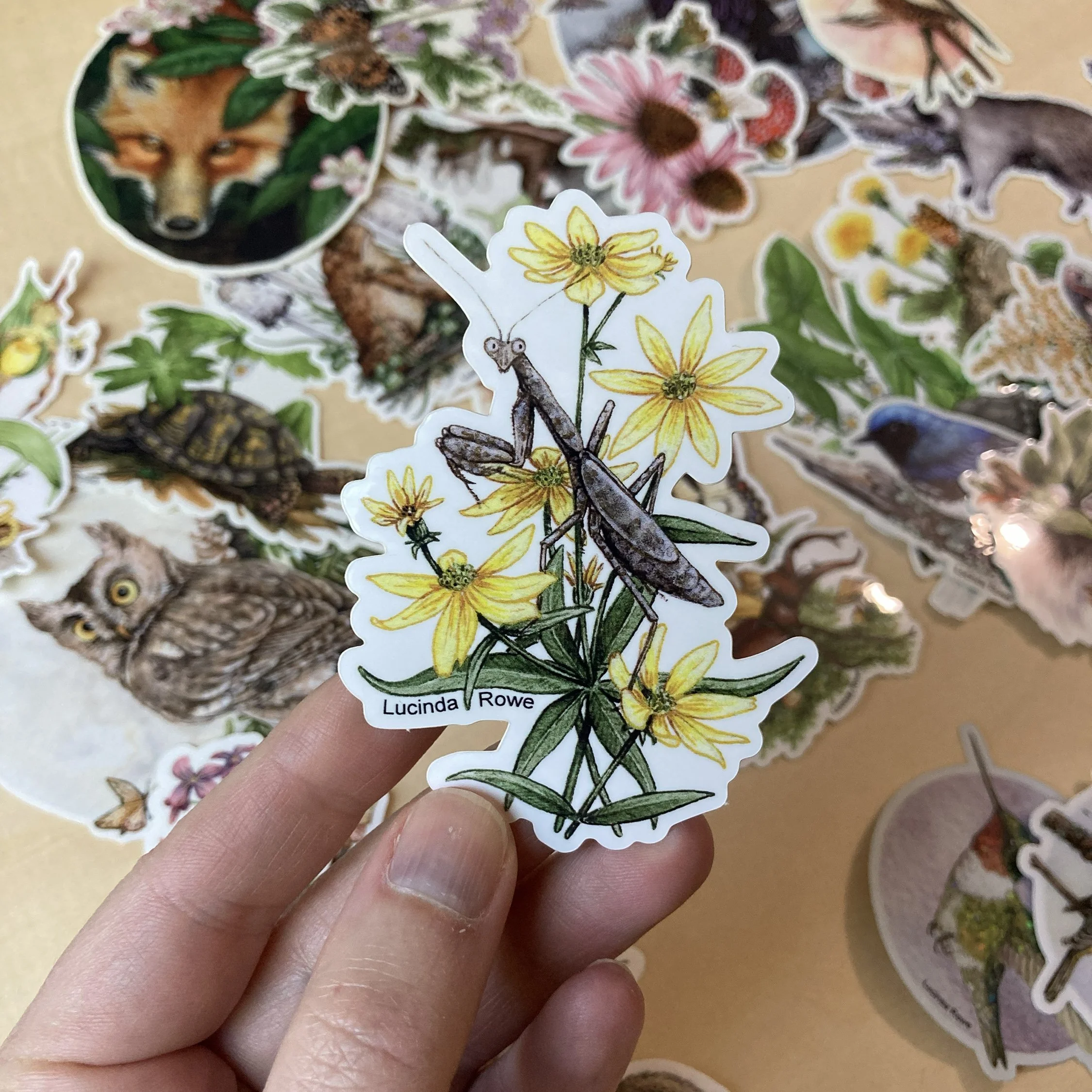 Sticker - Carolina Mantis with Coreopsis