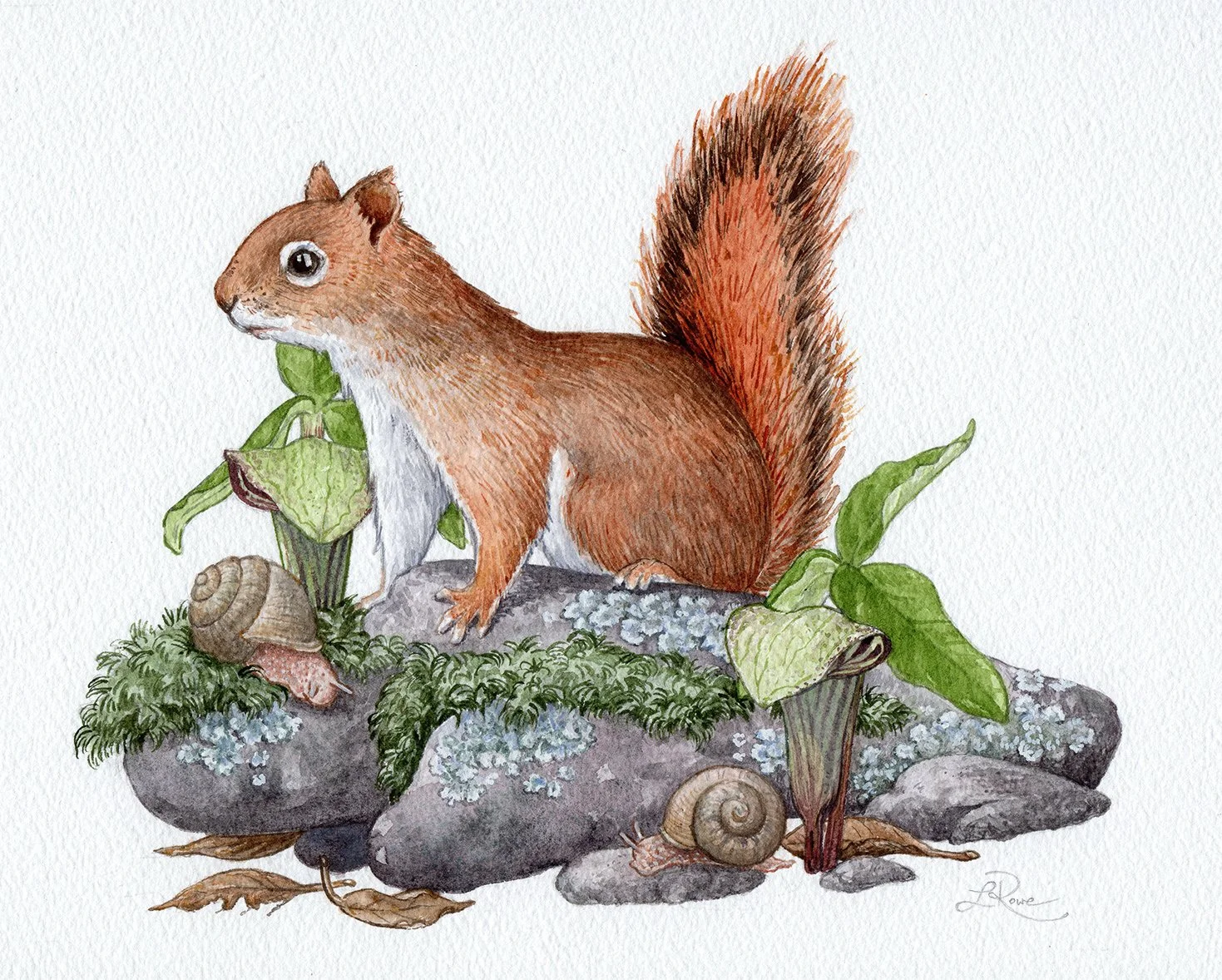 LRowe_Red Squirrel_web.jpg