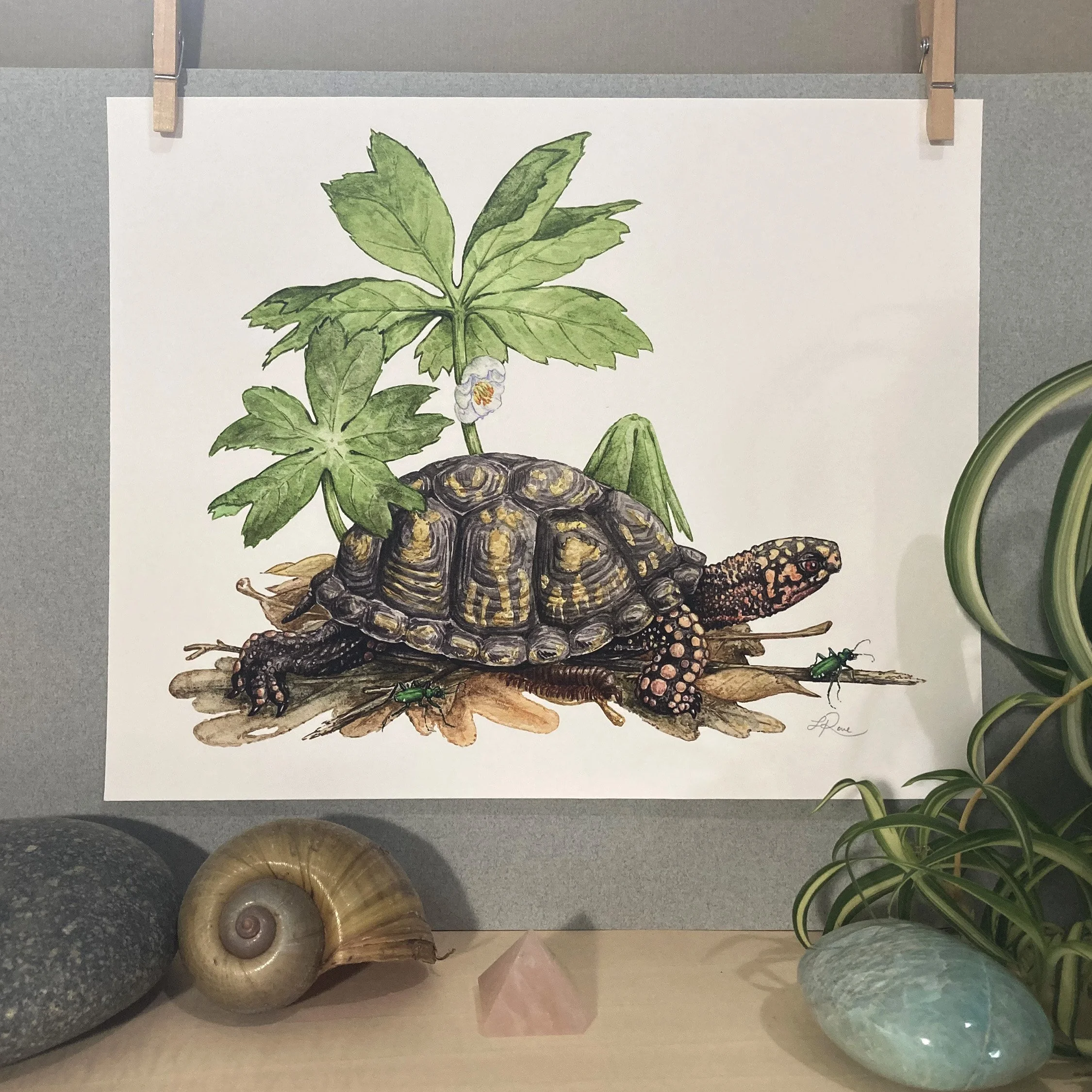 Lucinda Rowe giclee print box turtle mayapple tiger beetle