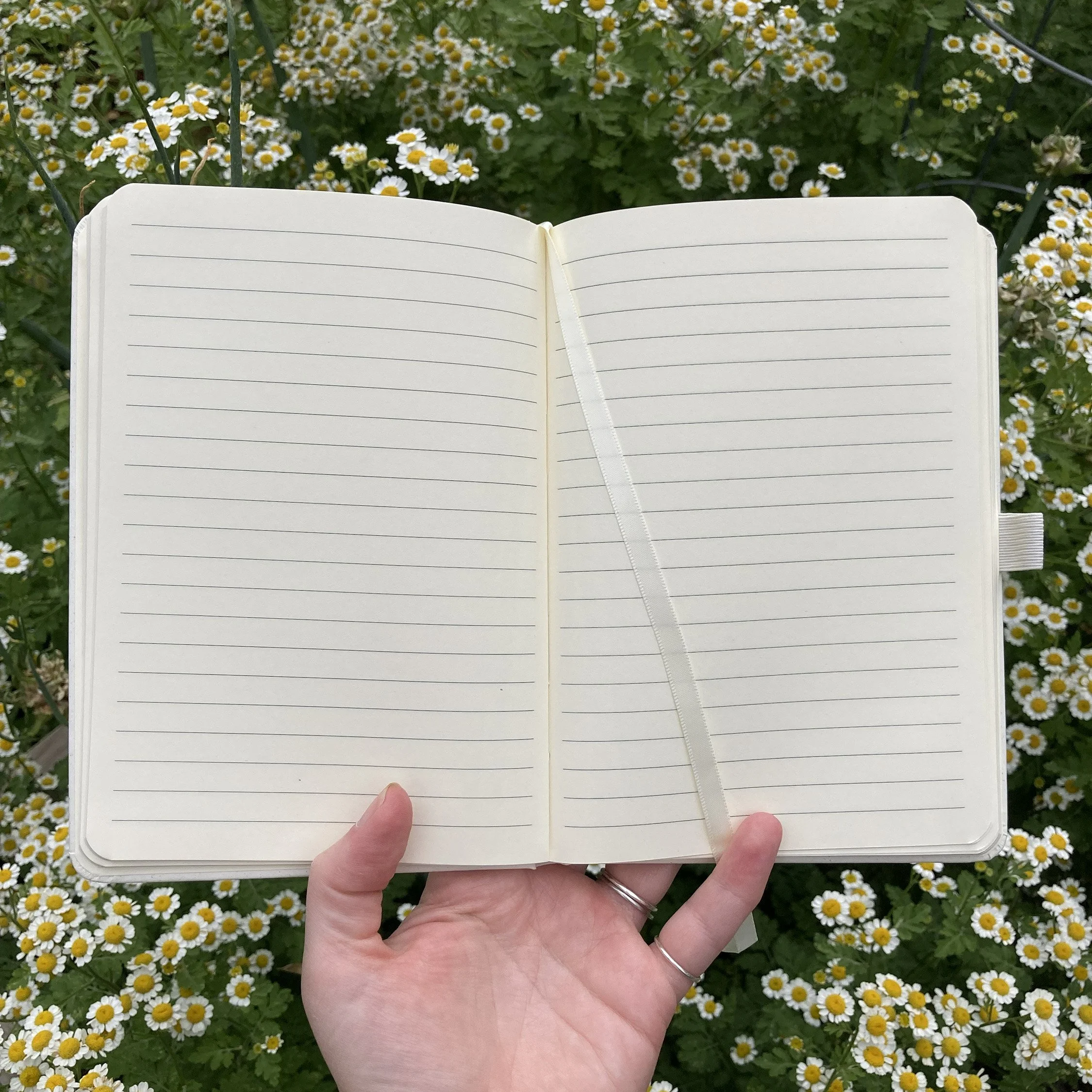 LRowe_insect notebook_photo 2.jpg