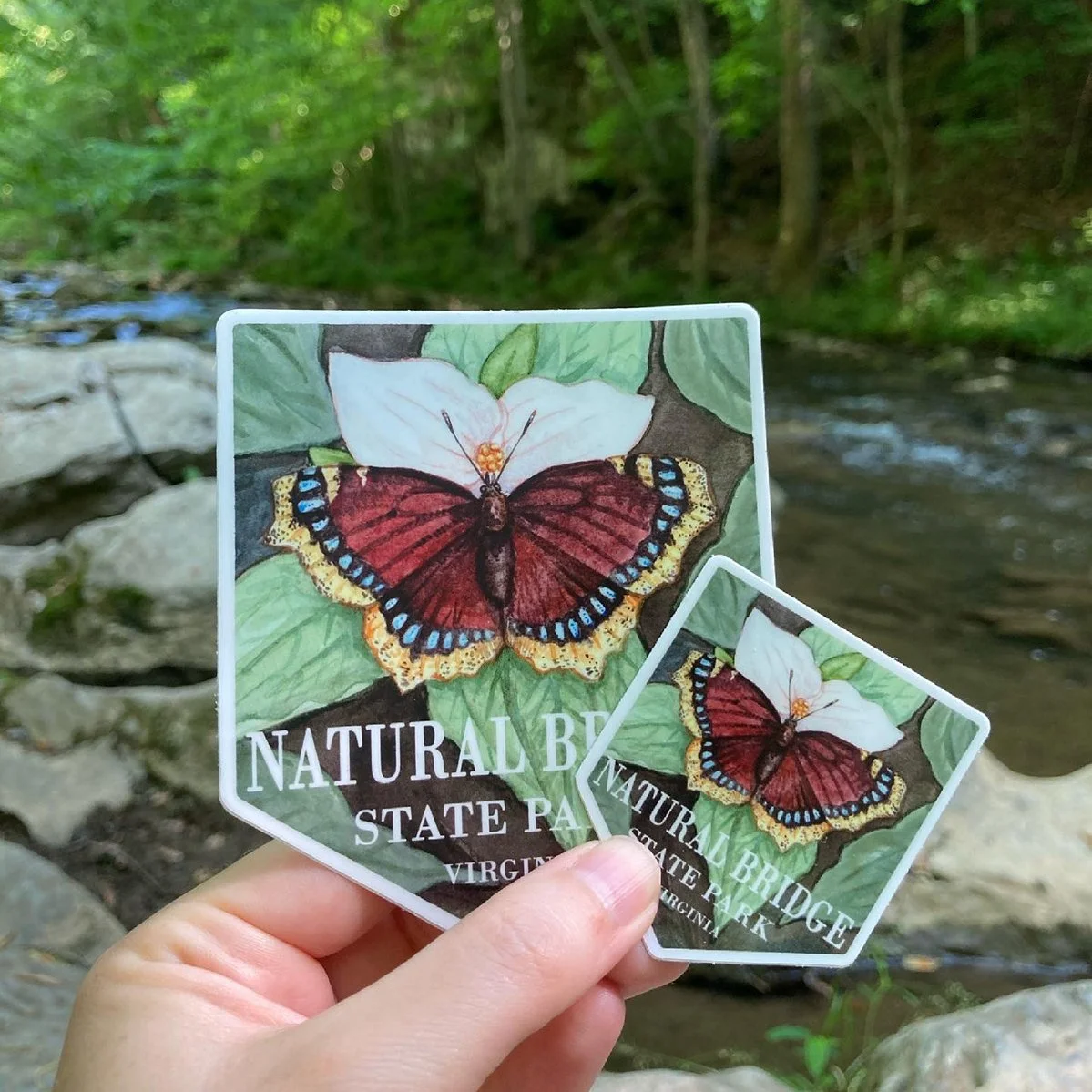 LRowe_NB butterfly_web.JPG