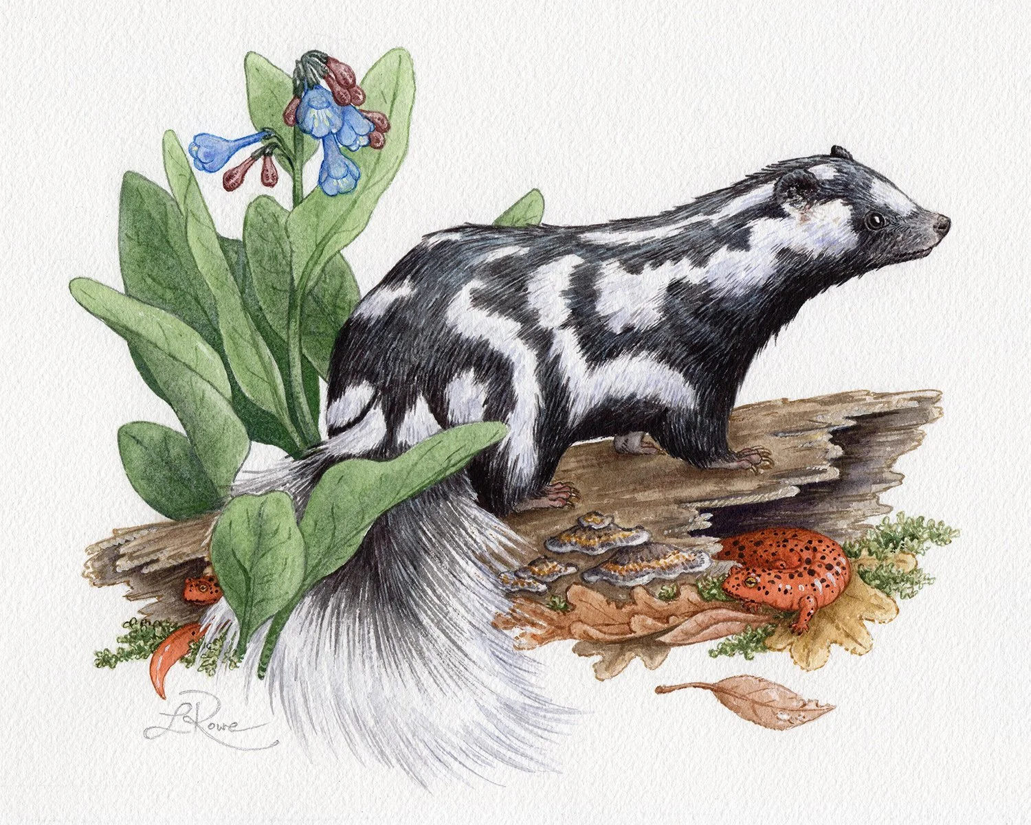 LRowe_SpottedSkunk Bluebells_web.jpg