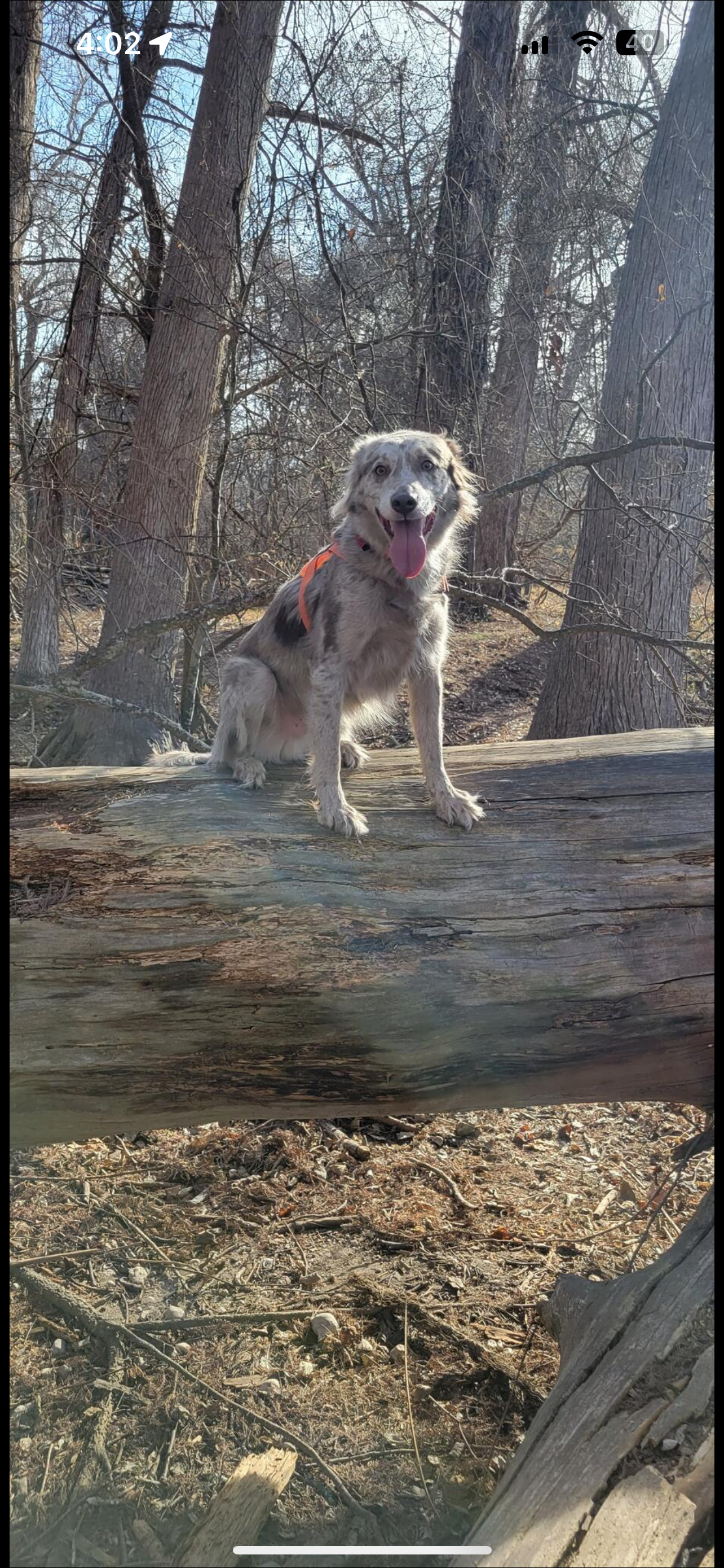 A happy, gray and white dog wearing an orange harness, sitting on a fallen tree trunk in a wooded area with bare trees and clear sky.
