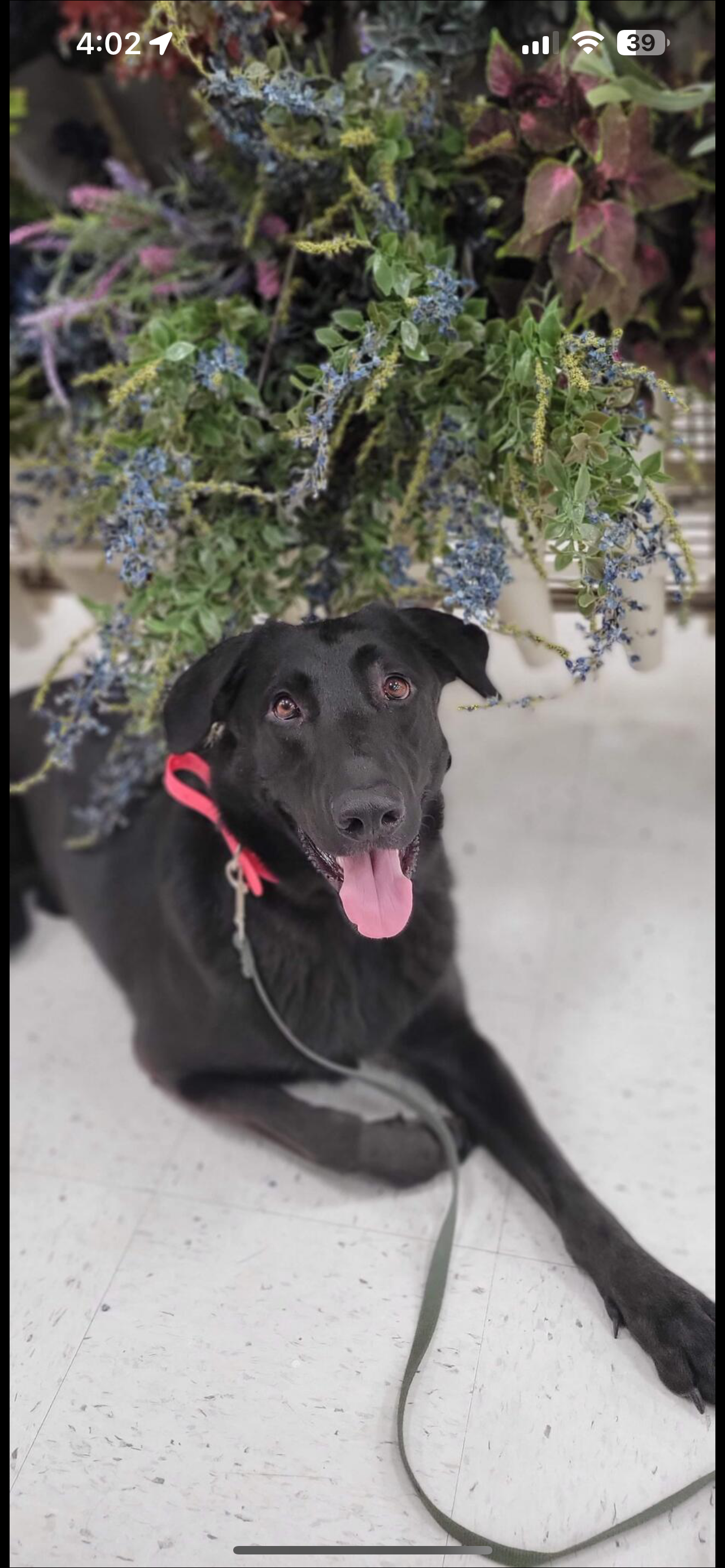 Black dog with a red collar sitting on white tiled floor near a large hanging plant with purple and green leaves. Practicing a loose-leash down during his Board and Train in San Antonio, Tx.