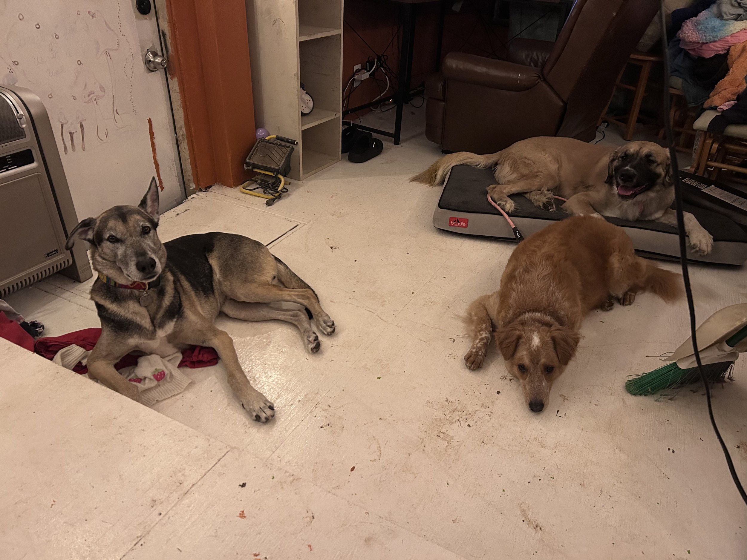 Group Basic Obedience - Class 2