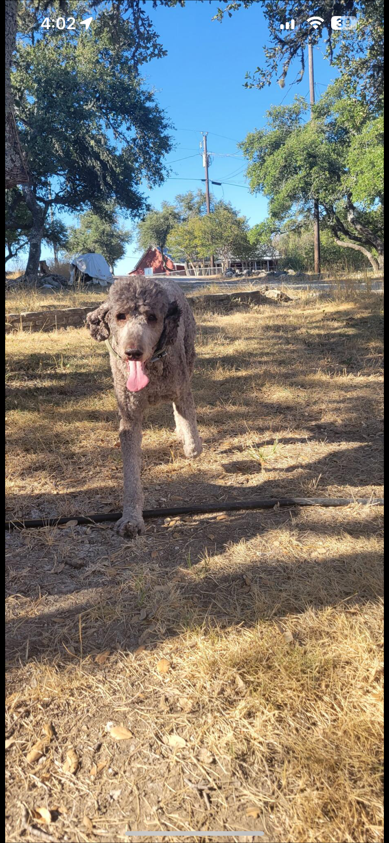 A gray poodle dog running outdoors on dry grass with its tongue hanging out. In the background, there are trees, a house, and utility poles against a clear blue sky.