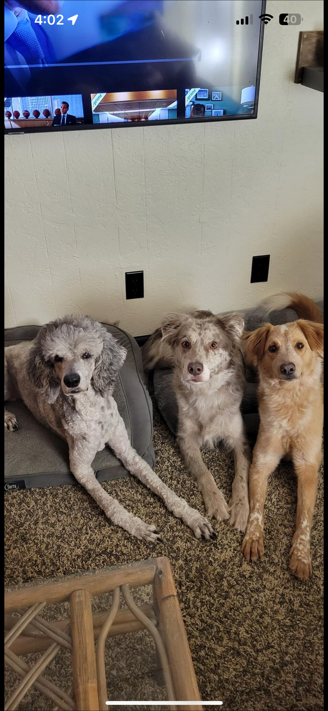Three dogs sitting on a brown carpet in front of a wall with electrical outlets, looking at the camera, with a monitor mounted on the wall above them showing a TV screen with various images.