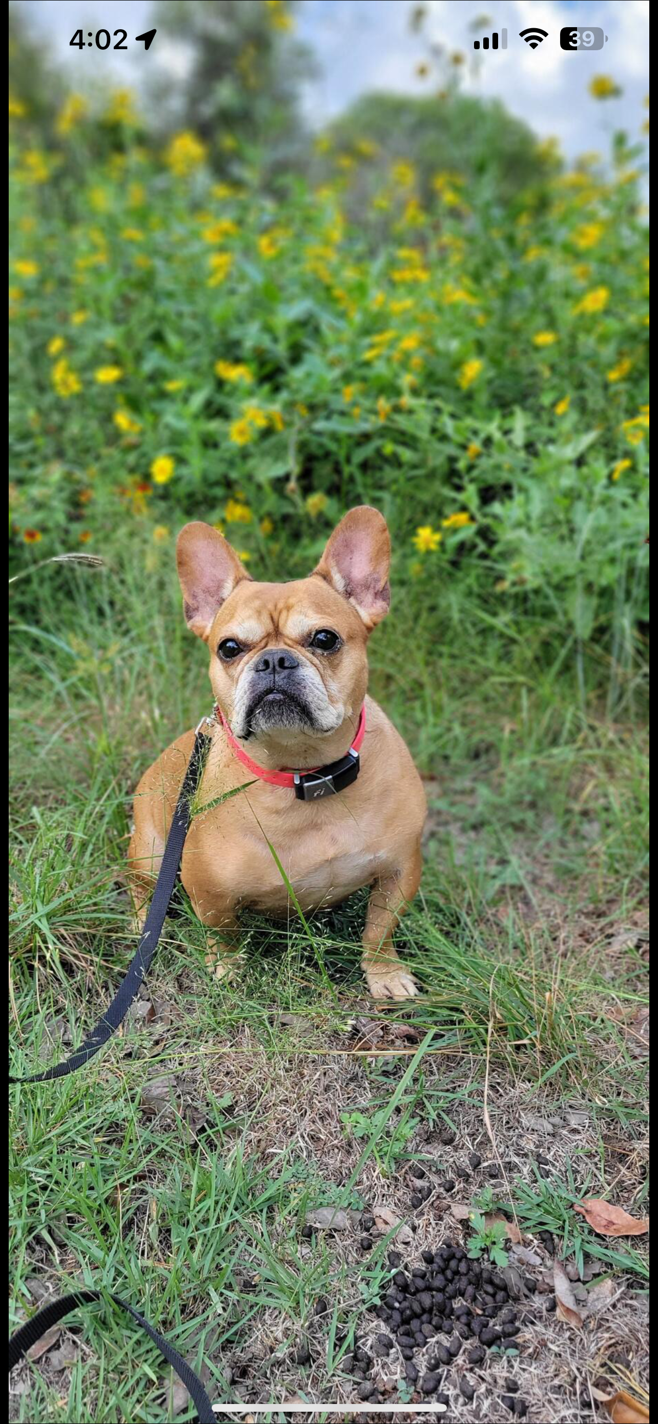 A small brown French Bulldog soaking up the Tx. Hill Country sitting on grass with yellow flowers in the background, wearing a red collar and black harness, looking at the camera.